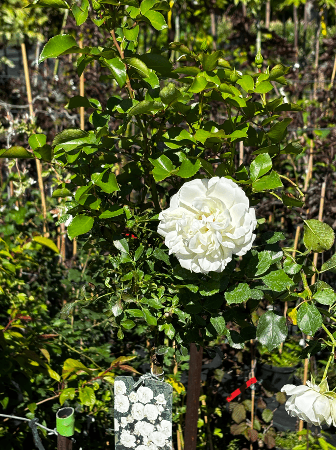 Róża biała na pniu (Rosa (forma pienna)) — Solitery najwyższej jakości od Verdory, zdjęcie 3