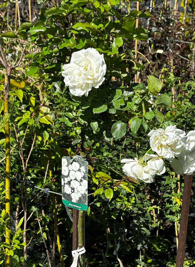 Róża biała na pniu (Rosa (forma pienna)) — Solitery najwyższej jakości od Verdory, zdjęcie 2