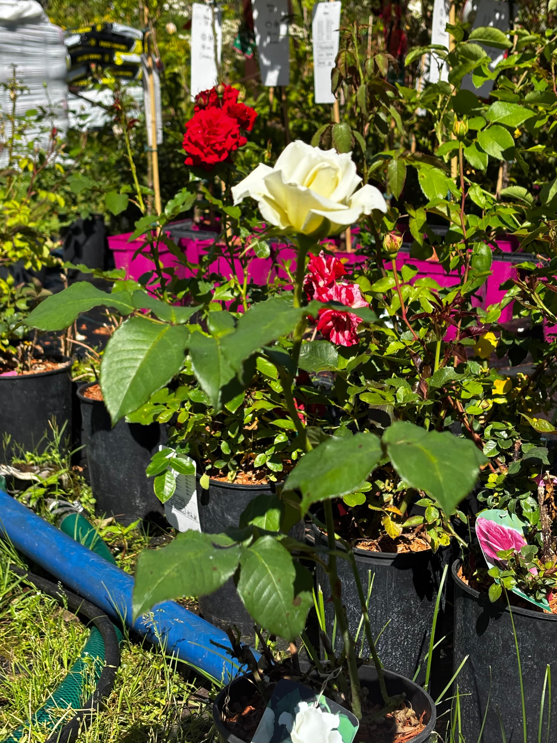 Róża biała wielkokwiatowa (Rosa × hybrida (grupa Hybrid Tea)) — Róże najwyższej jakości od Verdory, zdjęcie 1