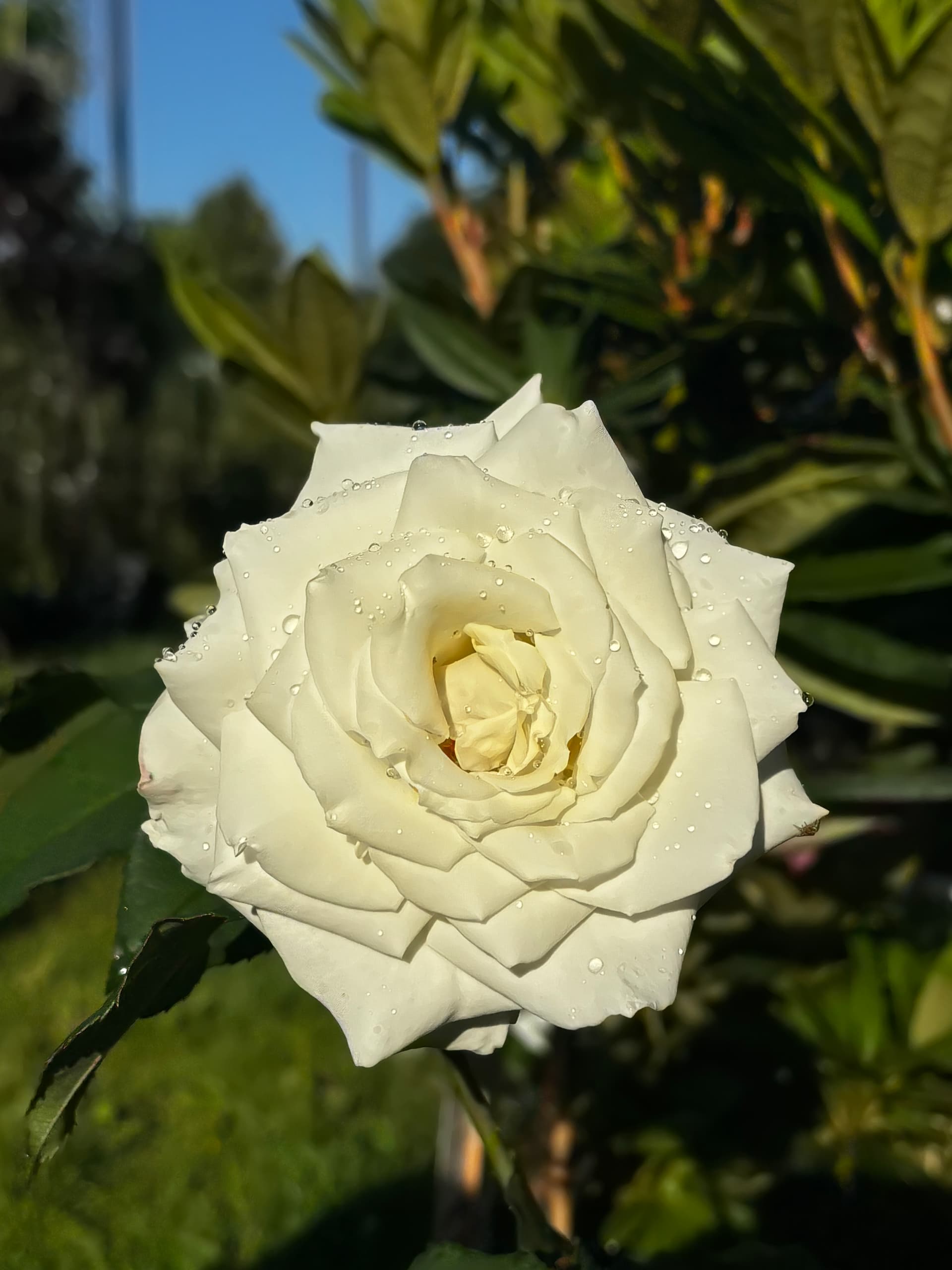 Róża biała wielkokwiatowa (Rosa × hybrida (grupa Hybrid Tea)) — Róże najwyższej jakości od Verdory, zdjęcie 2