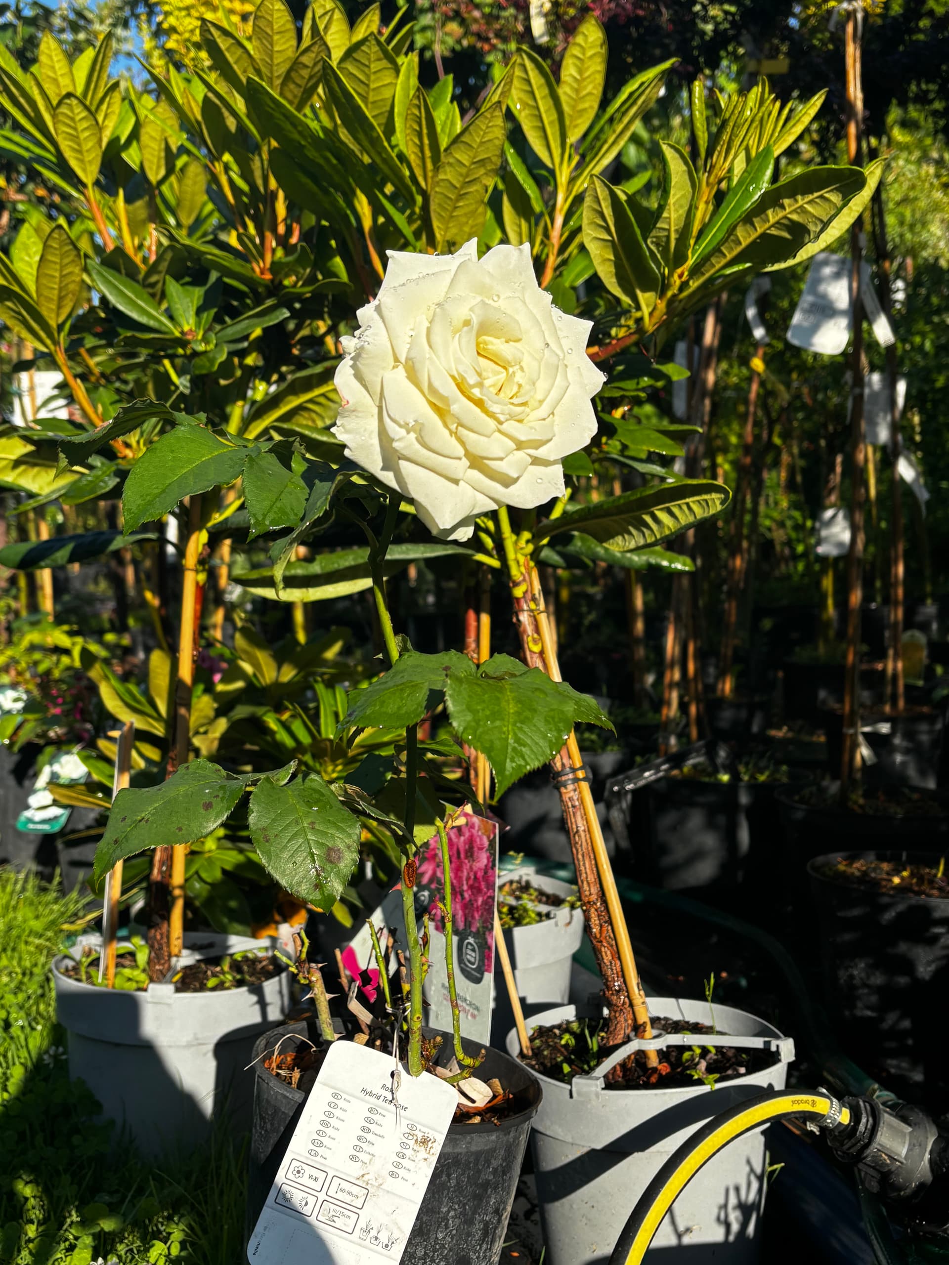 Róża biała wielkokwiatowa (Rosa × hybrida (grupa Hybrid Tea)) — Róże najwyższej jakości od Verdory, zdjęcie 3