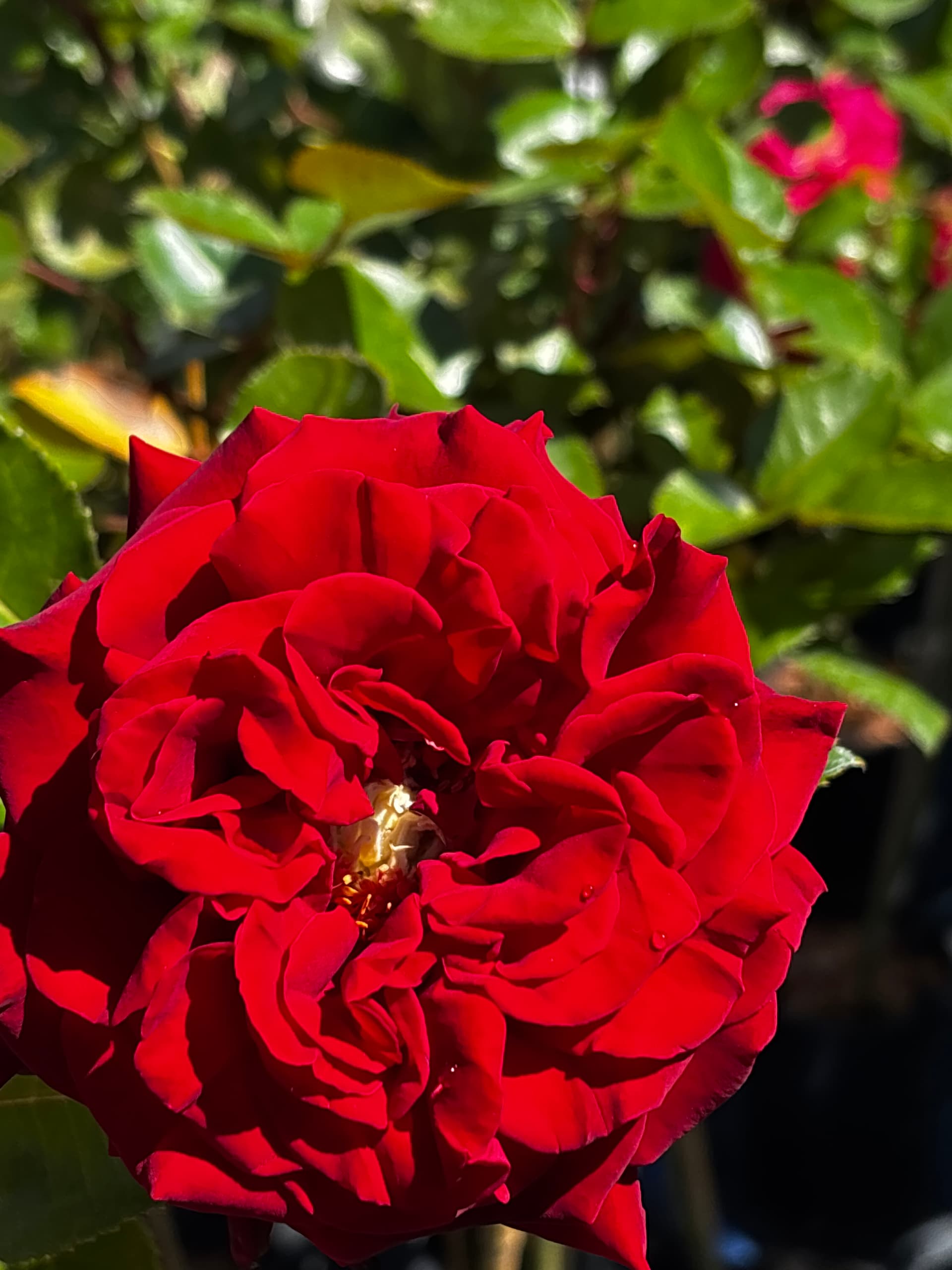 Róża czerwona na pniu (Rosa (forma pienna)) — Róże najwyższej jakości od Verdory, zdjęcie 1