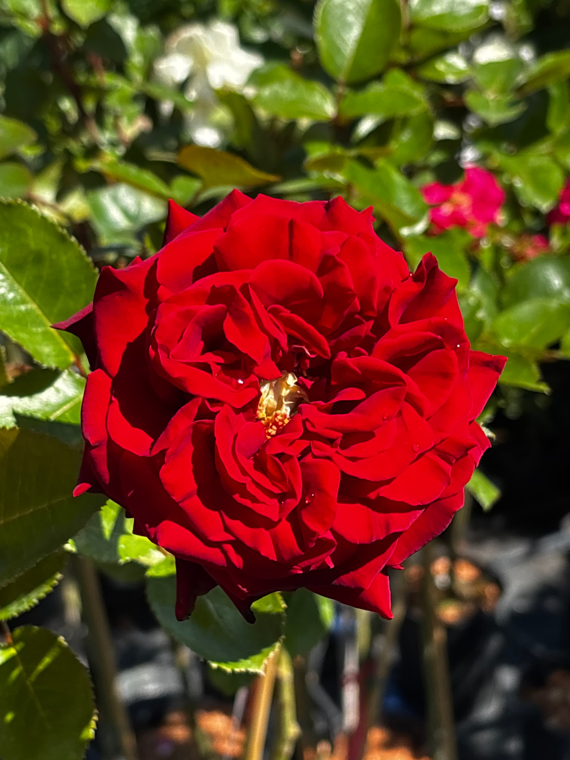 Róża czerwona na pniu (Rosa (forma pienna)) — Róże najwyższej jakości od Verdory, zdjęcie 2