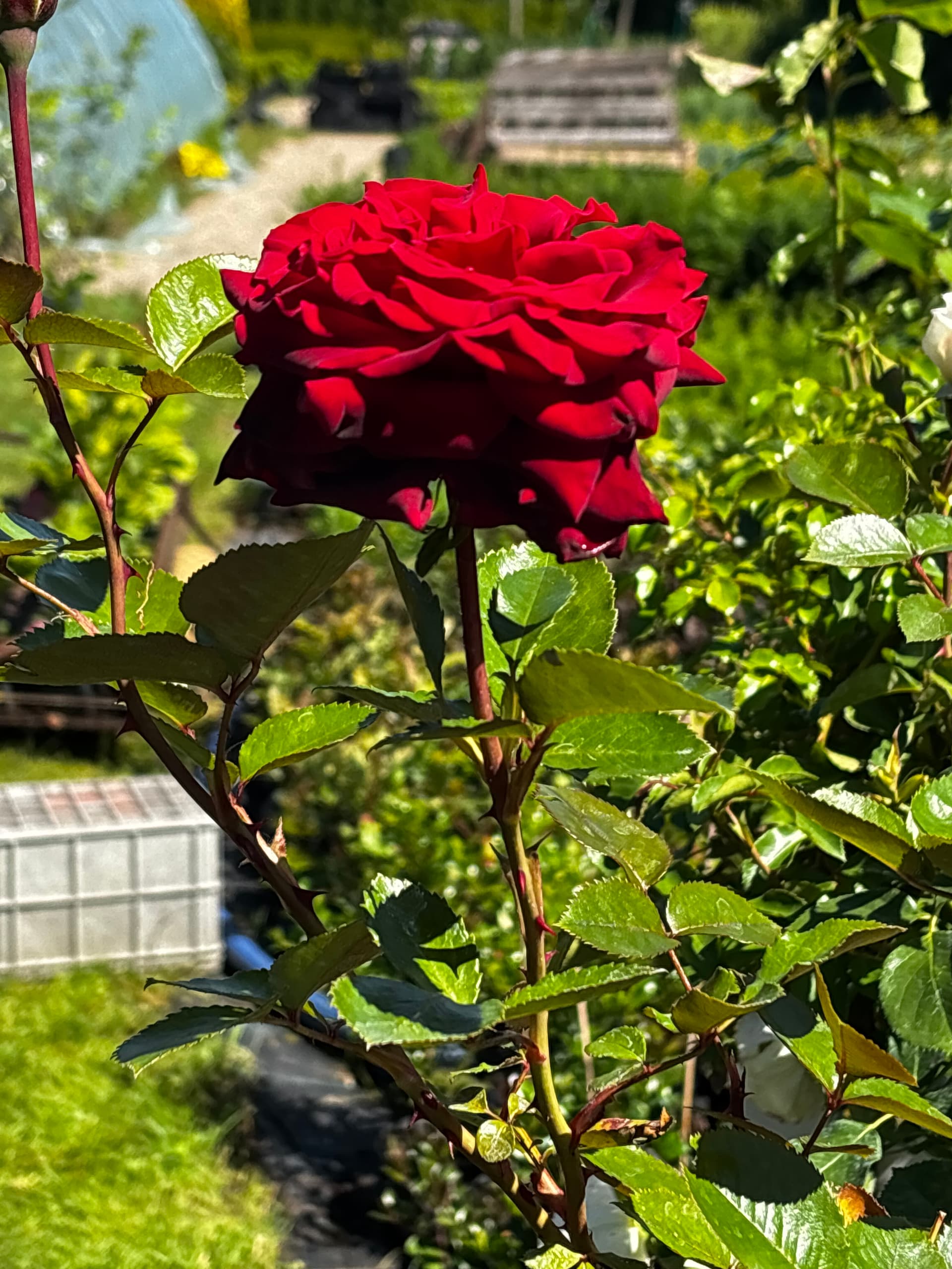 Róża czerwona na pniu (Rosa (forma pienna)) — Róże najwyższej jakości od Verdory, zdjęcie 3