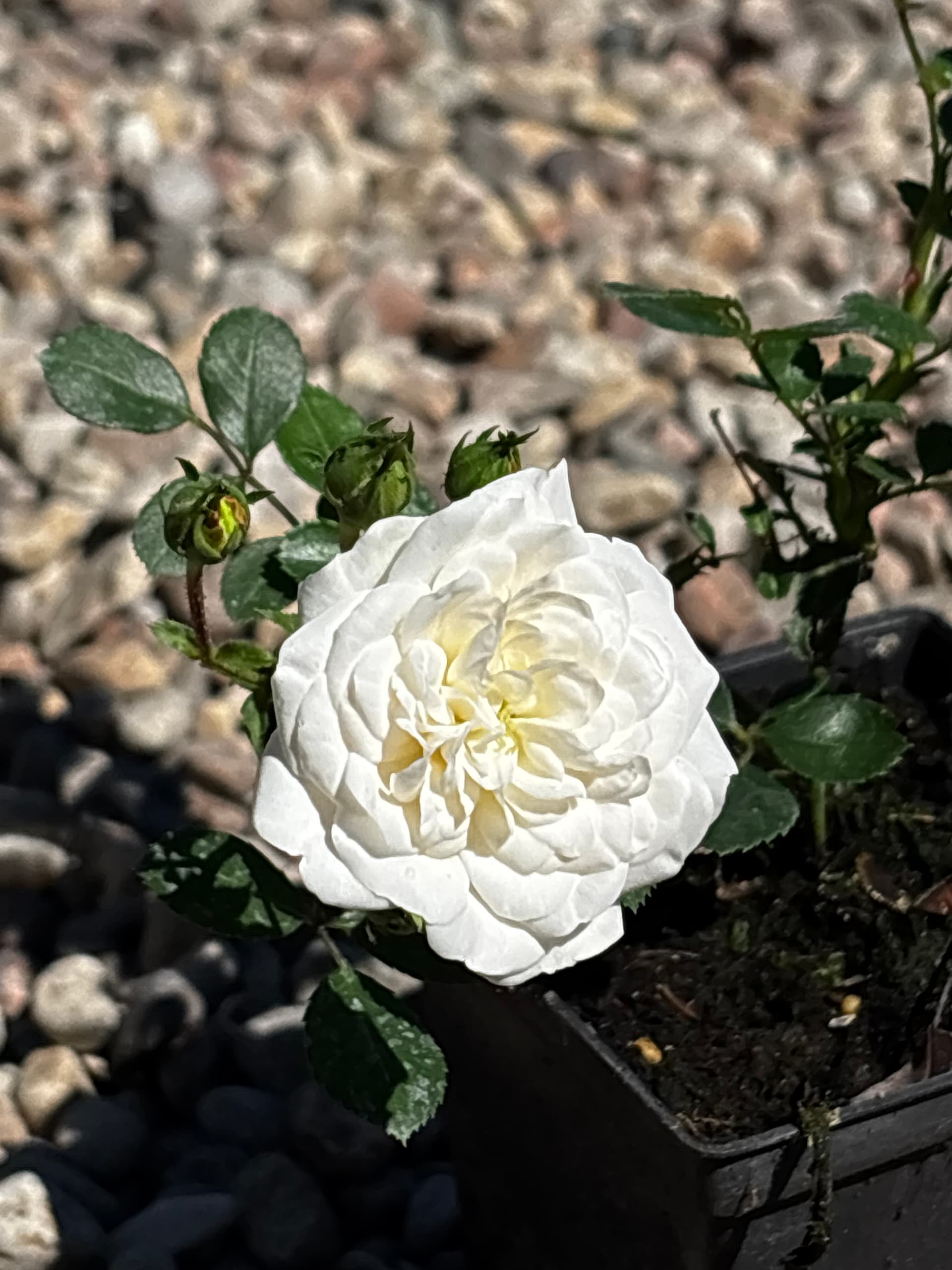 Róża miniaturowa biała (Rosa hybrida) — Róże najwyższej jakości od Verdory, zdjęcie 1