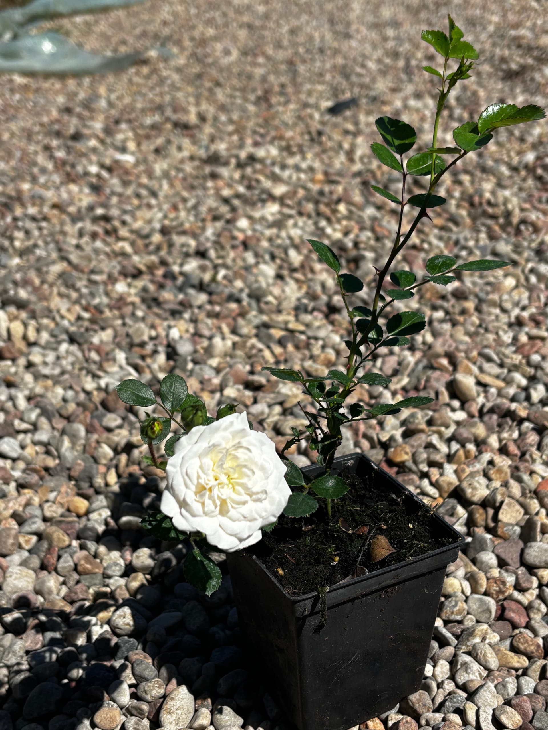 Róża miniaturowa biała (Rosa hybrida) — Róże najwyższej jakości od Verdory, zdjęcie 2