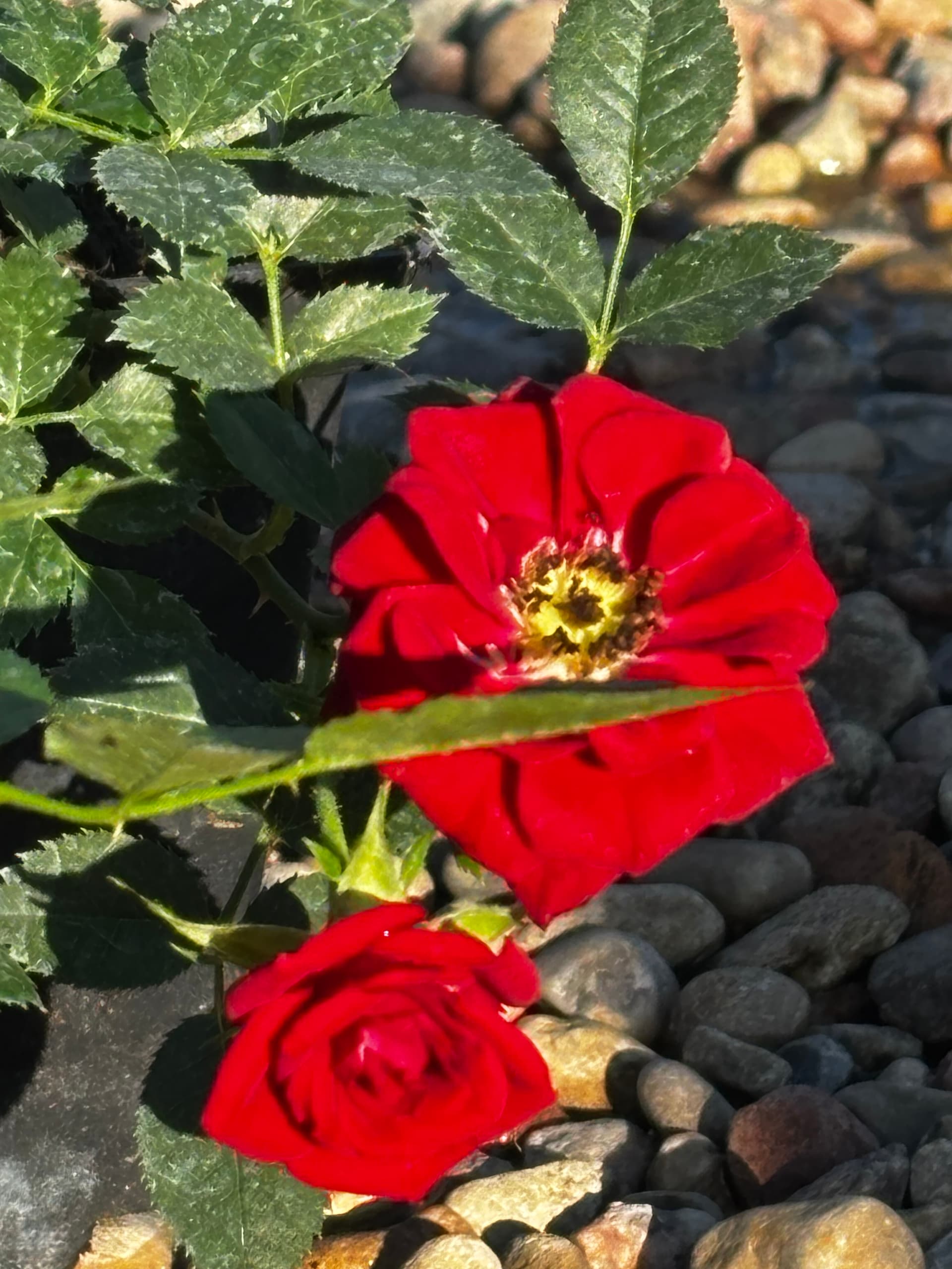 Róża miniaturowa czerwona (Rosa (grupa miniaturowa)) — Róże najwyższej jakości od Verdory, zdjęcie 2