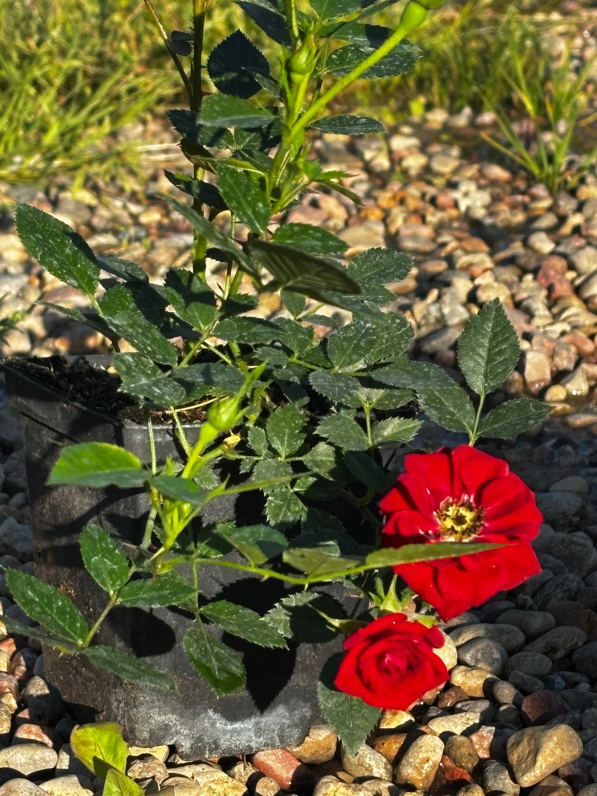 Róża miniaturowa czerwona (Rosa (grupa miniaturowa)) — Róże najwyższej jakości od Verdory, zdjęcie 1