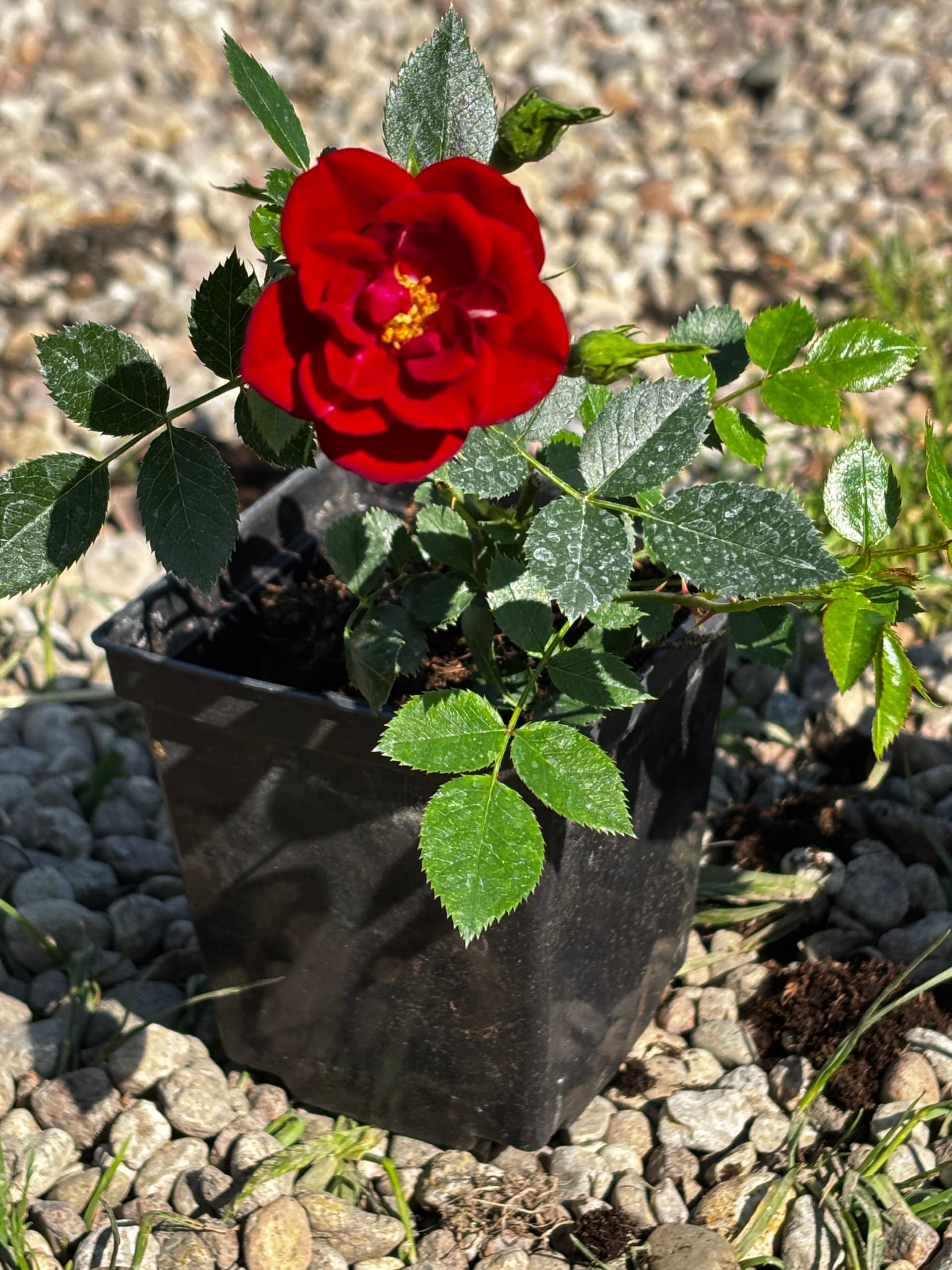 Róża miniaturowa czerwona (Rosa (grupa miniaturowa)) — Róże najwyższej jakości od Verdory, zdjęcie 3