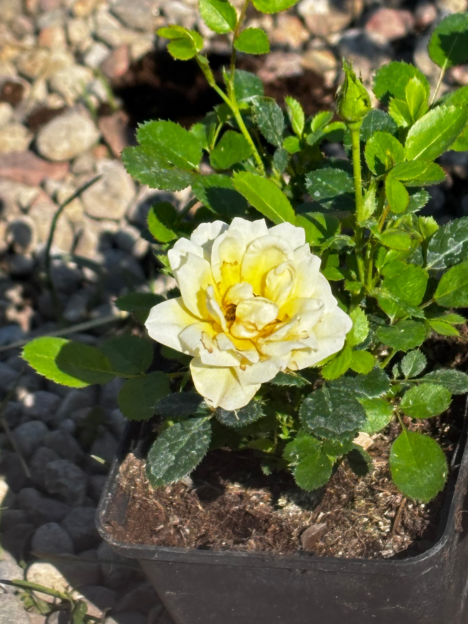 Róża miniaturowa żółta (Rosa (grupa miniaturowa)) — Róże najwyższej jakości od Verdory, zdjęcie 1