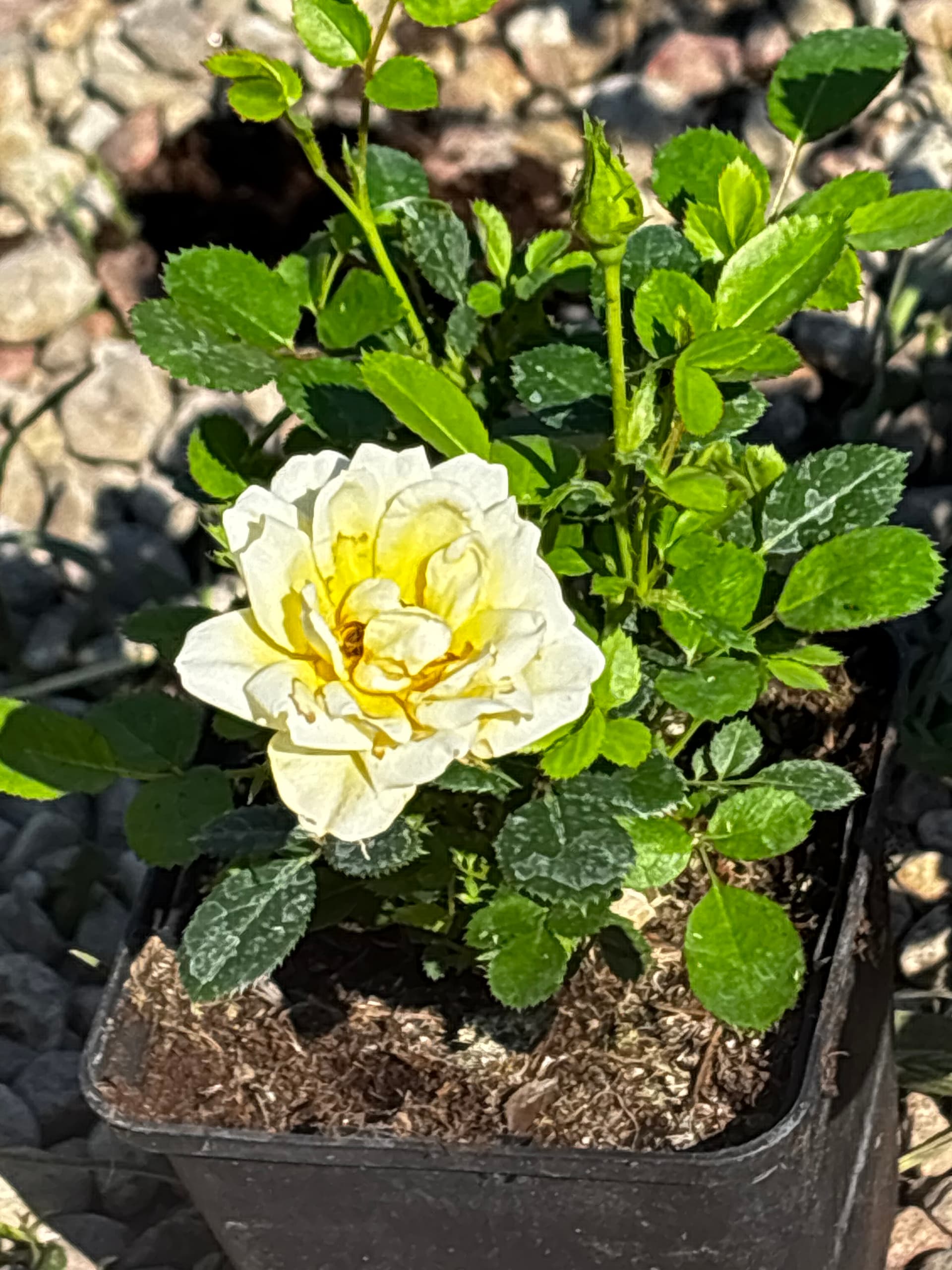 Róża miniaturowa żółta (Rosa (grupa miniaturowa)) — Róże najwyższej jakości od Verdory, zdjęcie 2