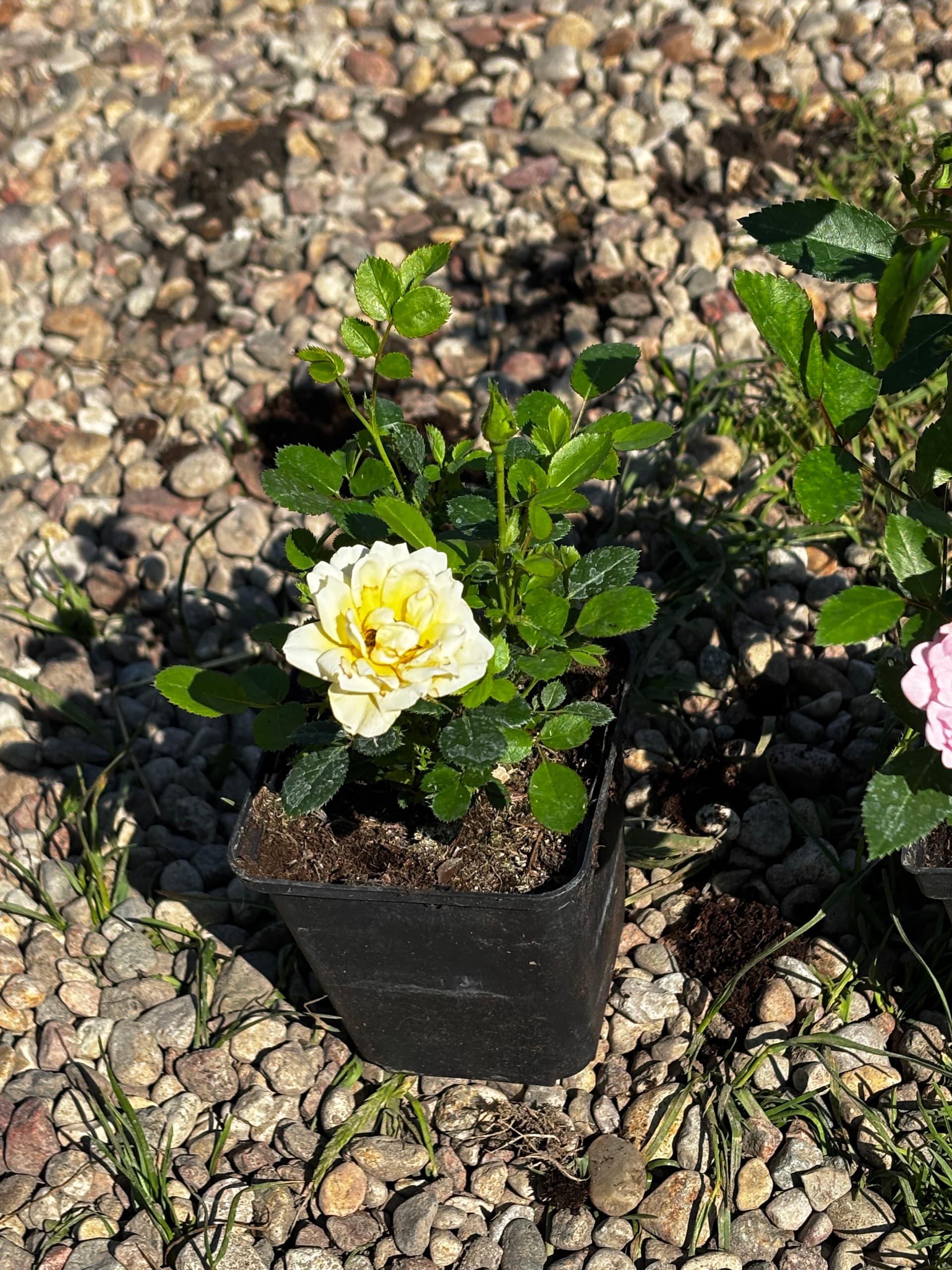 Róża miniaturowa żółta (Rosa (grupa miniaturowa)) — Róże najwyższej jakości od Verdory, zdjęcie 3