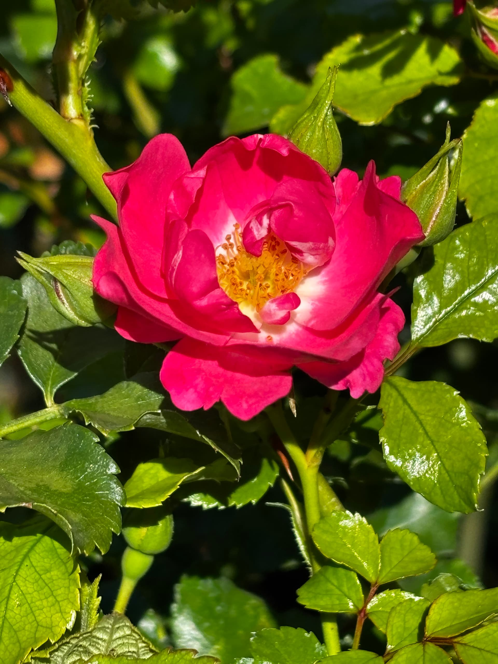 Róża różowa na pniu (Rosa (forma pienna)) — Róże najwyższej jakości od Verdory, zdjęcie 1