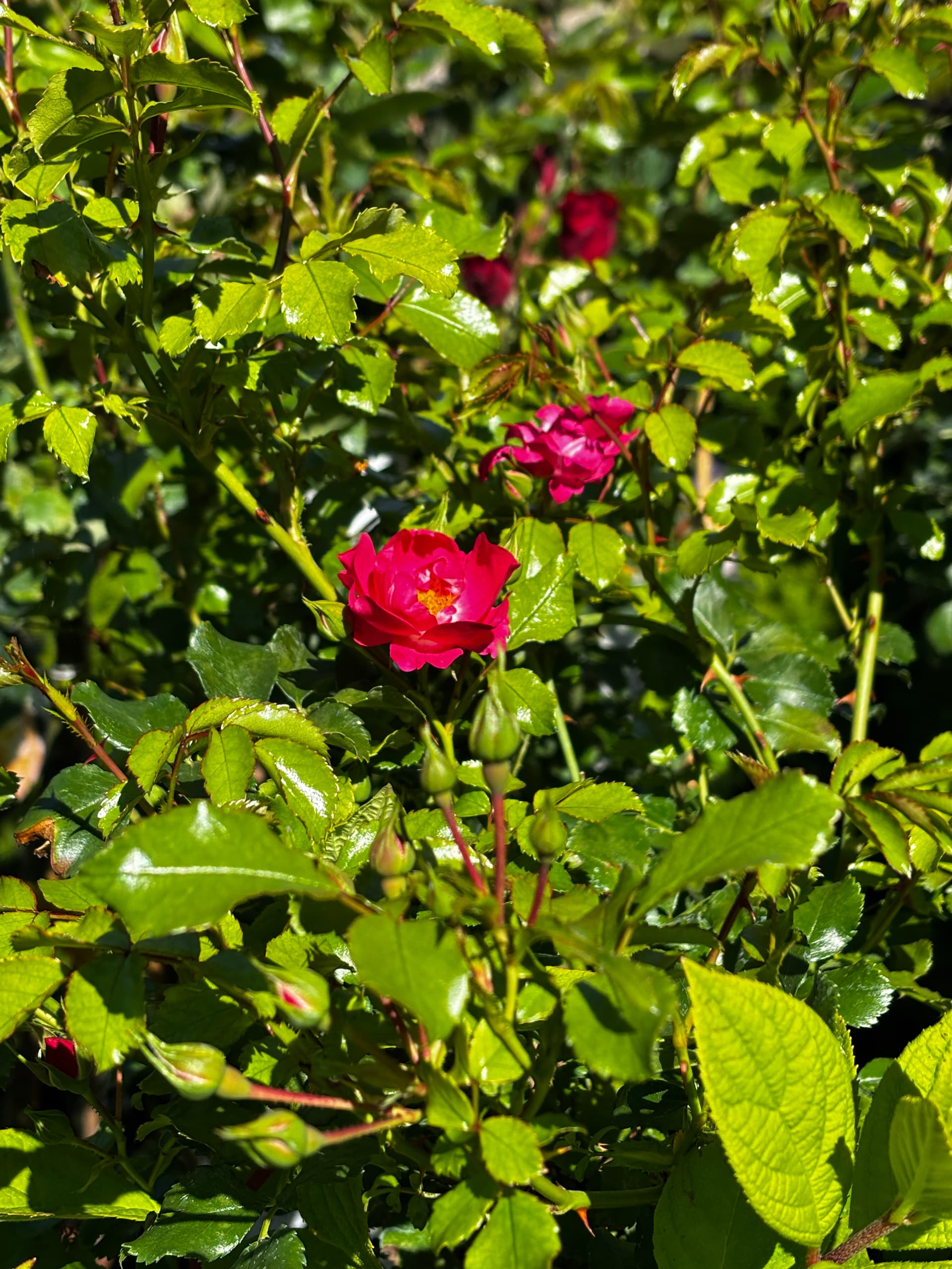 Róża różowa na pniu (Rosa (forma pienna)) — Róże najwyższej jakości od Verdory, zdjęcie 3