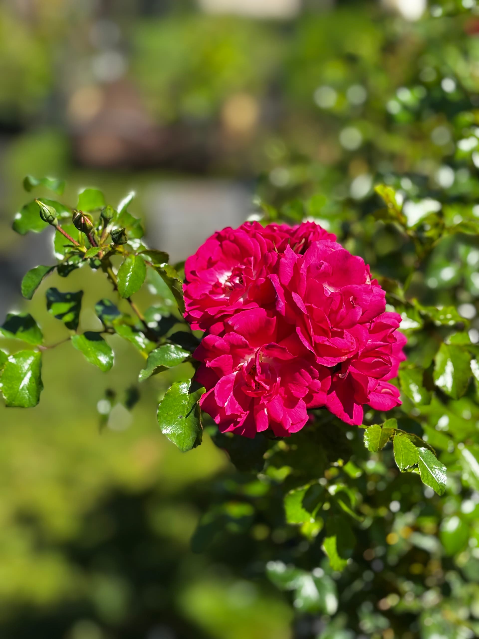 Róża różowa na pniu (Rosa (forma pienna)) — Róże najwyższej jakości od Verdory, zdjęcie 2