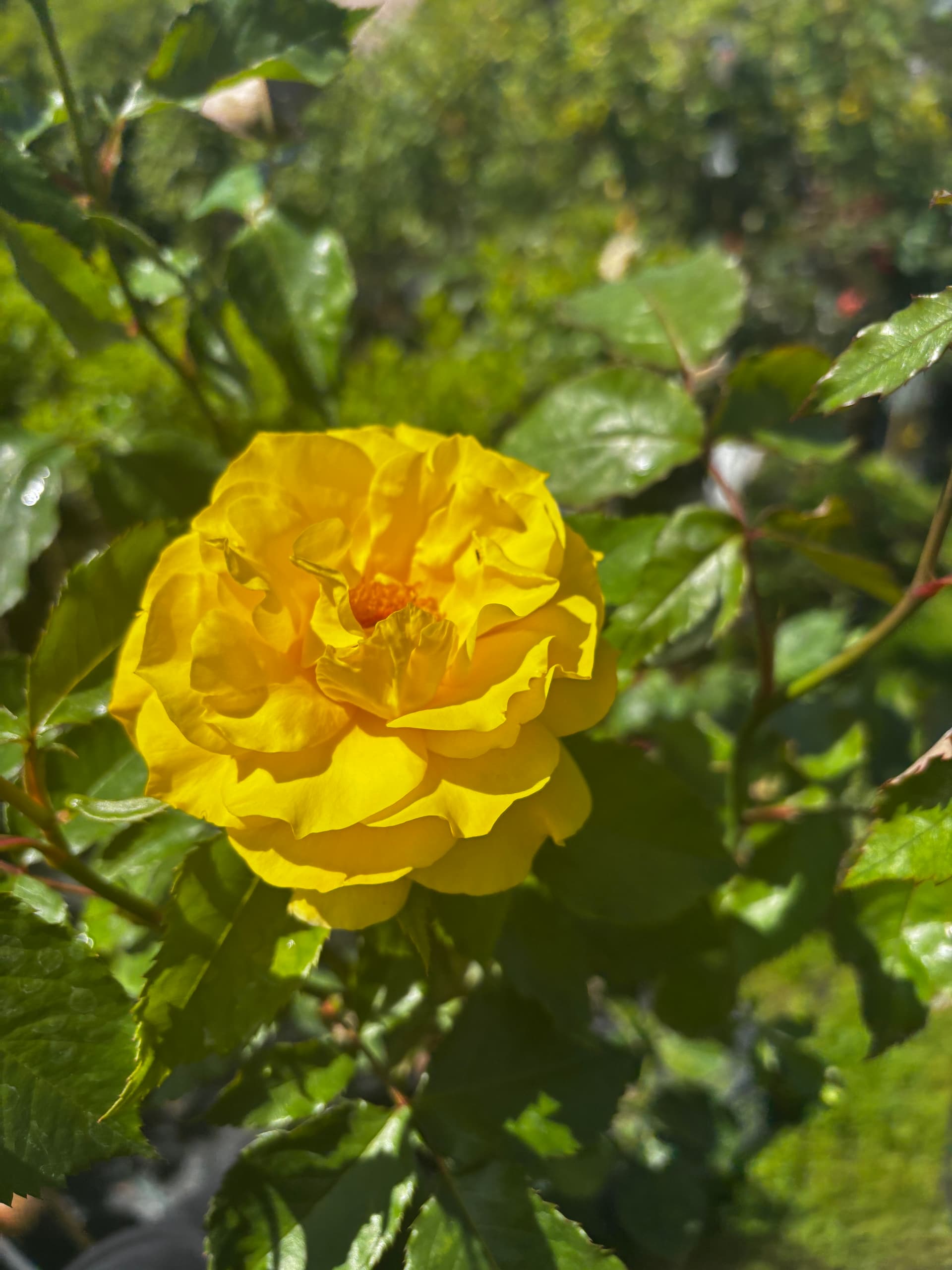 Róża żółta na pniu (Rosa (forma pienna)) — Róże najwyższej jakości od Verdory, zdjęcie 1