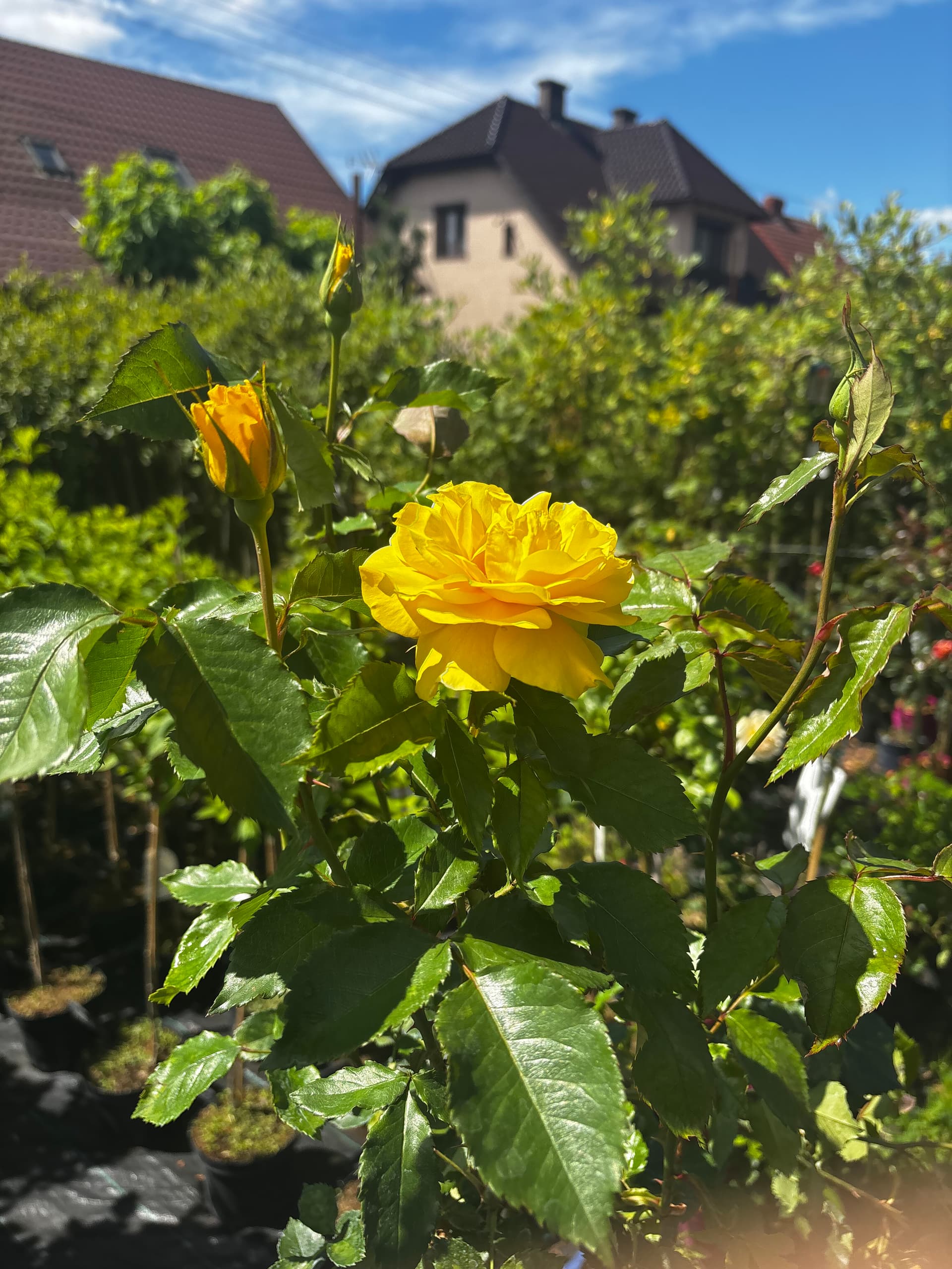 Róża żółta na pniu (Rosa (forma pienna)) — Róże najwyższej jakości od Verdory, zdjęcie 5