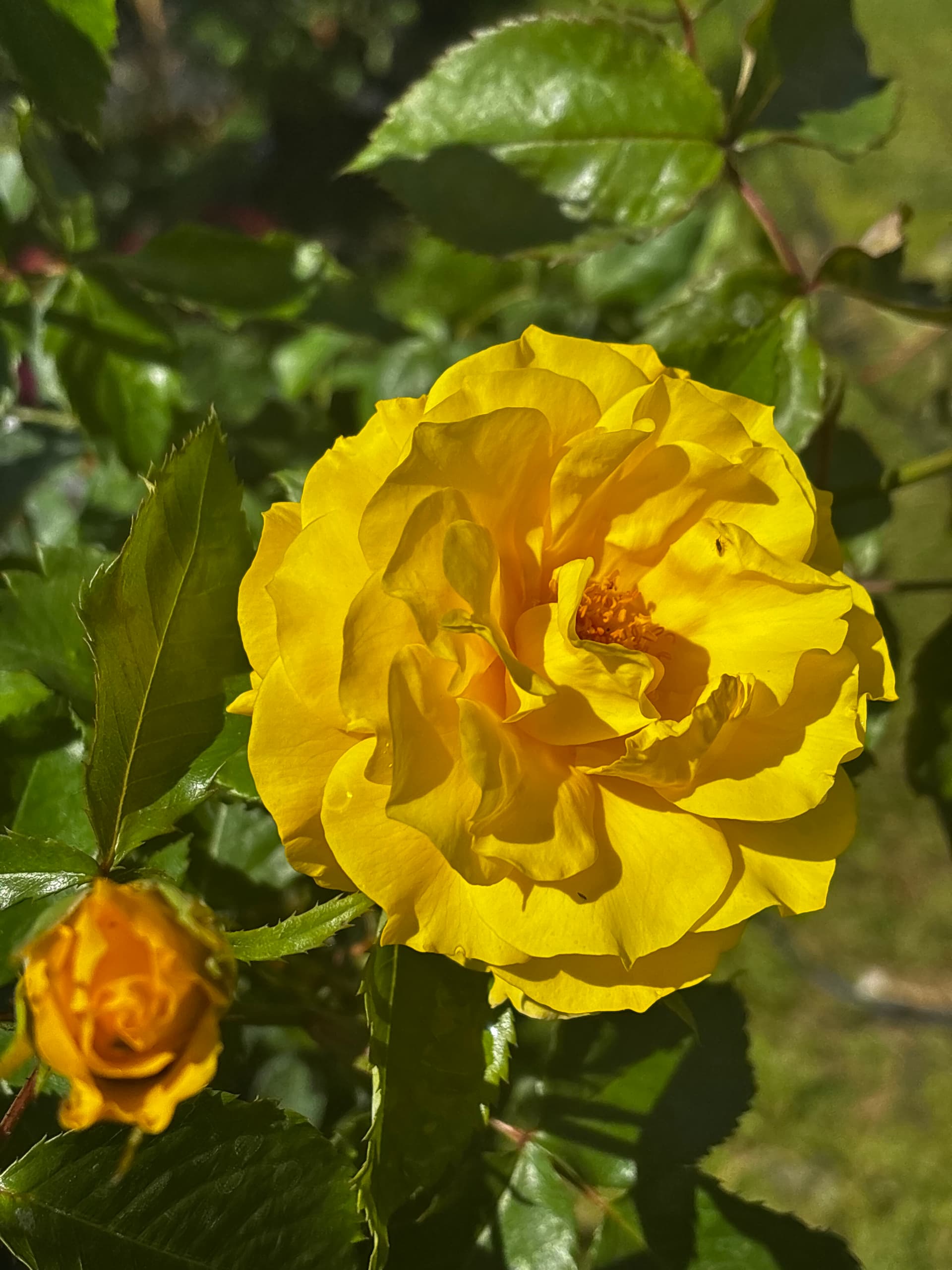 Róża żółta na pniu (Rosa (forma pienna)) — Róże najwyższej jakości od Verdory, zdjęcie 3