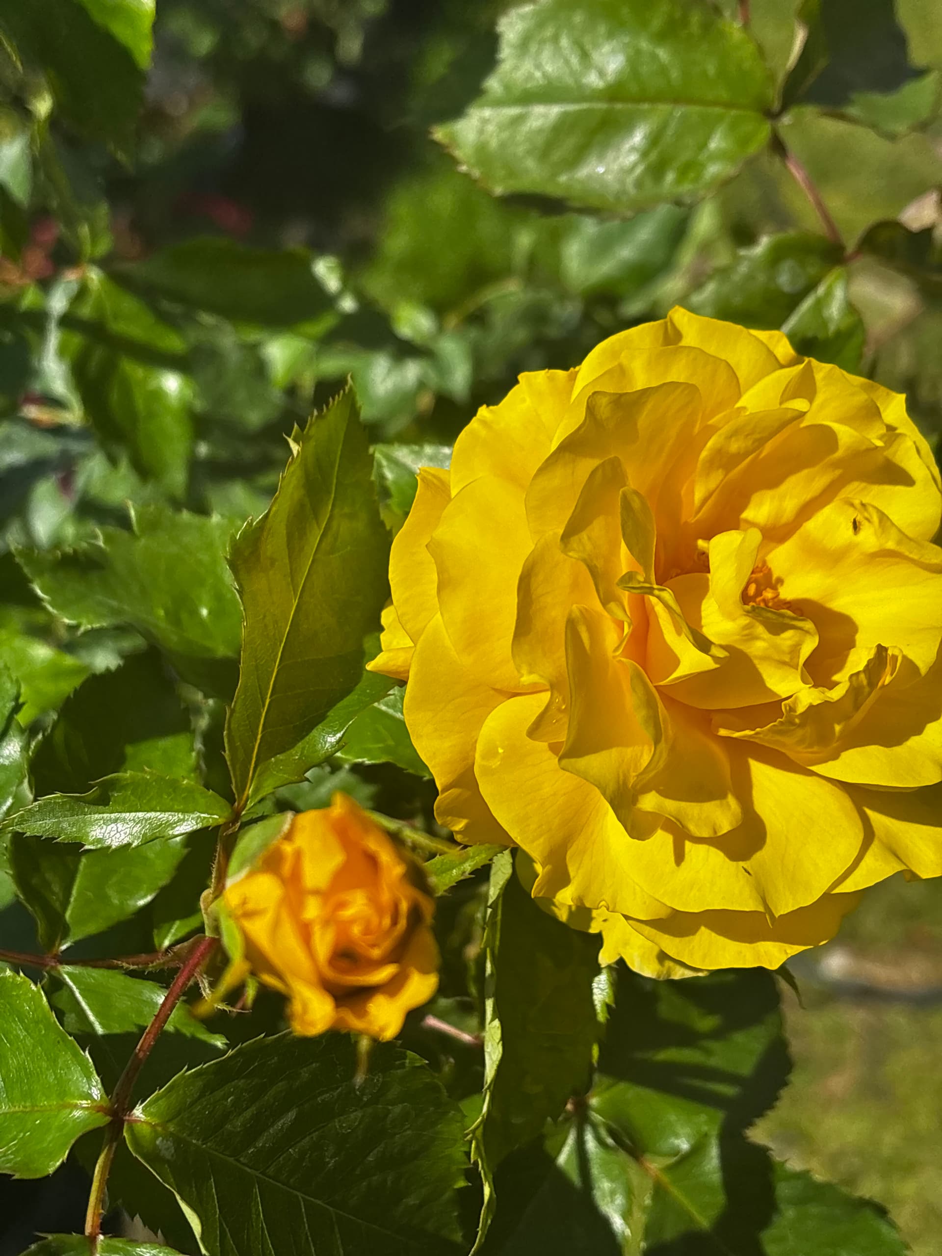 Róża żółta na pniu (Rosa (forma pienna)) — Róże najwyższej jakości od Verdory, zdjęcie 4