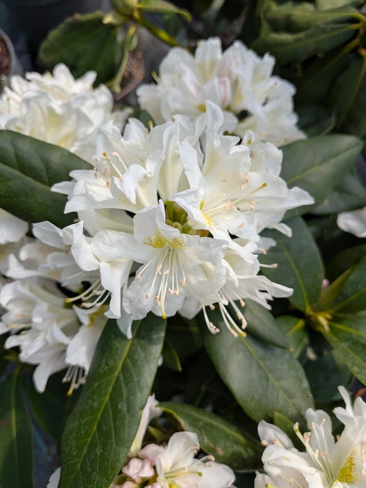 Różanecznik 'Madame Masson' na pniu (Rhododendron 'Madame Masson' (forma szczepiona na pniu)) — Rododendrony najwyższej jakości od Verdory, zdjęcie 1