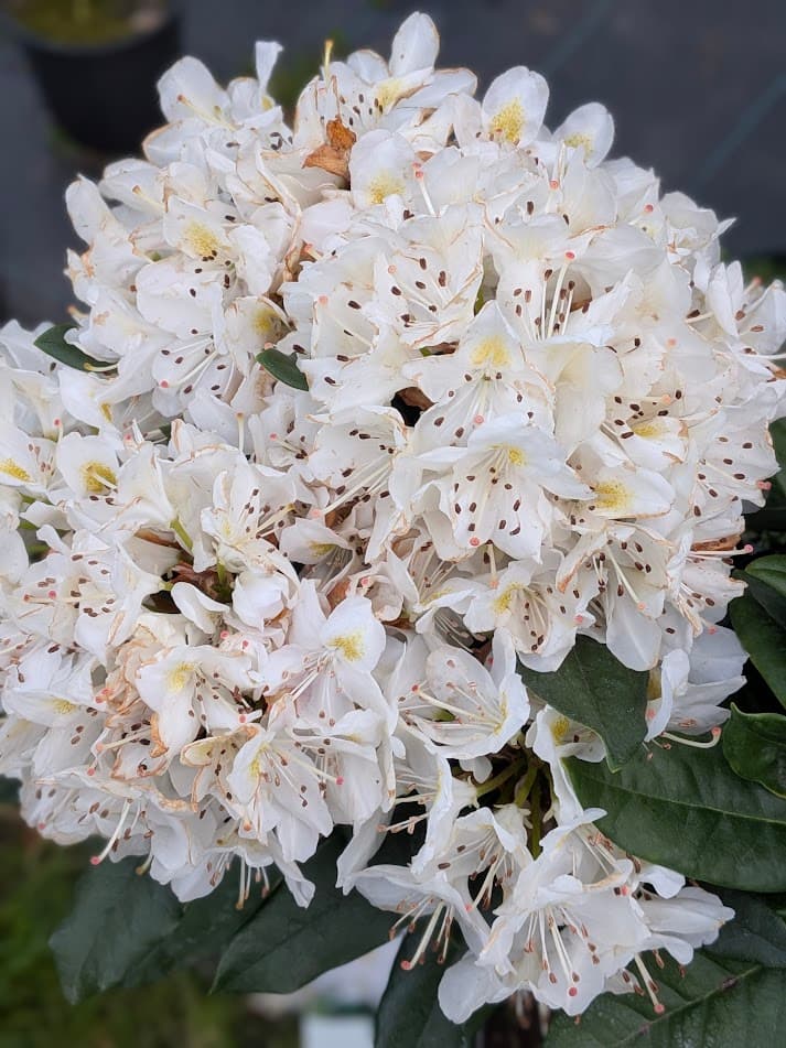 Różanecznik 'Madame Masson' na pniu (Rhododendron 'Madame Masson' (forma szczepiona na pniu)) — Rododendrony najwyższej jakości od Verdory, zdjęcie 2