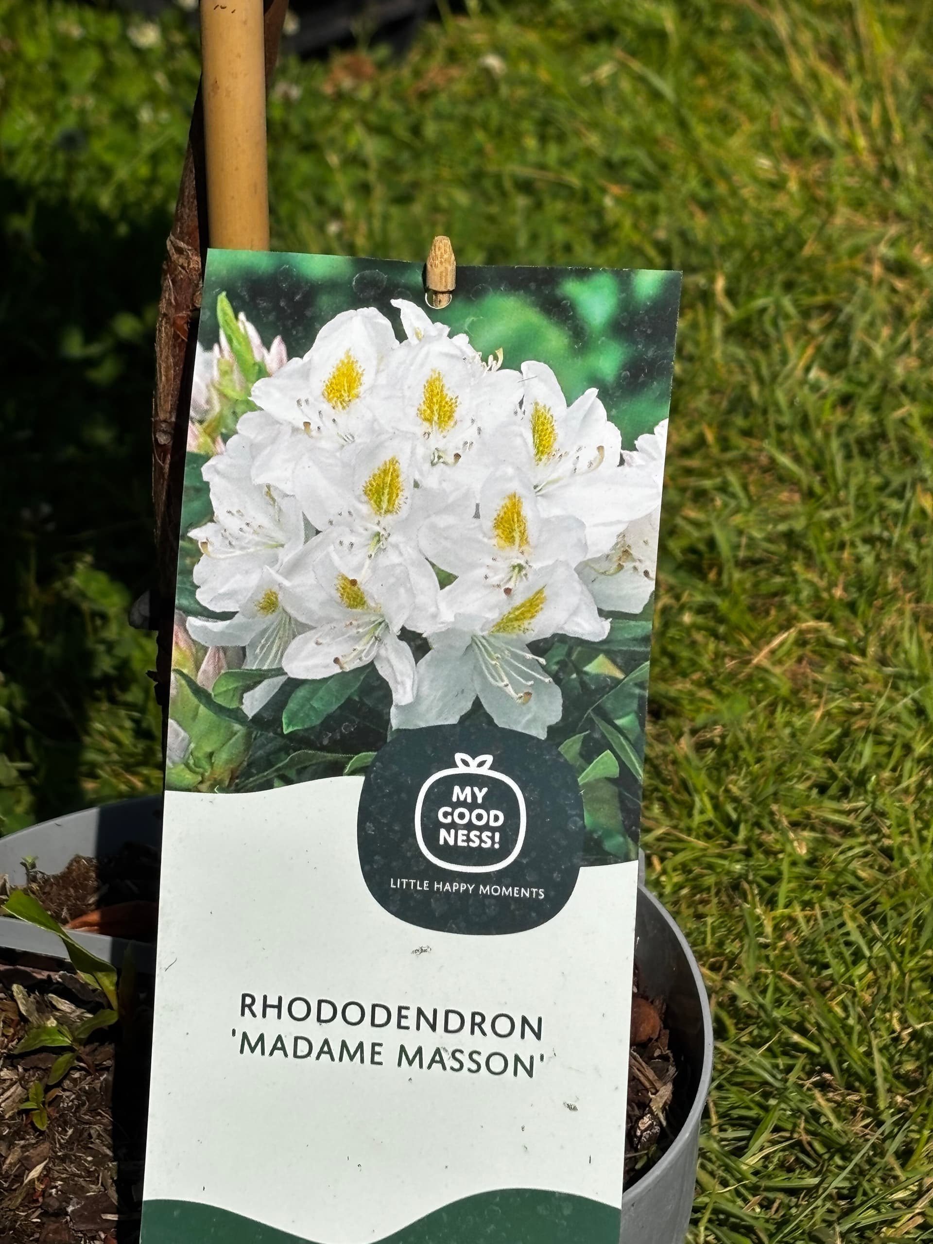 Różanecznik 'Madame Masson' na pniu (Rhododendron 'Madame Masson' (forma szczepiona na pniu)) — Rododendrony najwyższej jakości od Verdory, zdjęcie 9