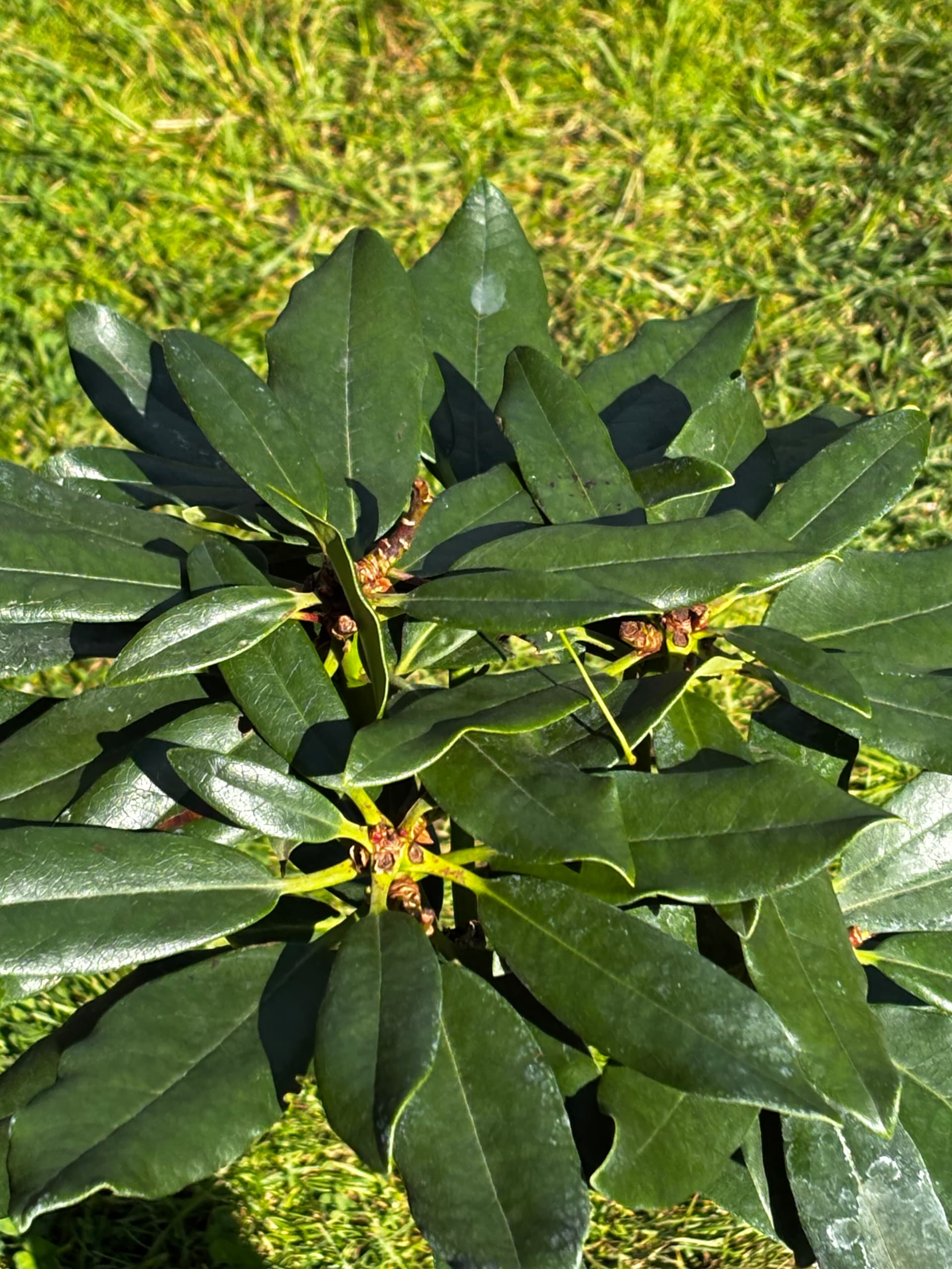 Różanecznik 'Madame Masson' na pniu (Rhododendron 'Madame Masson' (forma szczepiona na pniu)) — Rododendrony najwyższej jakości od Verdory, zdjęcie 5