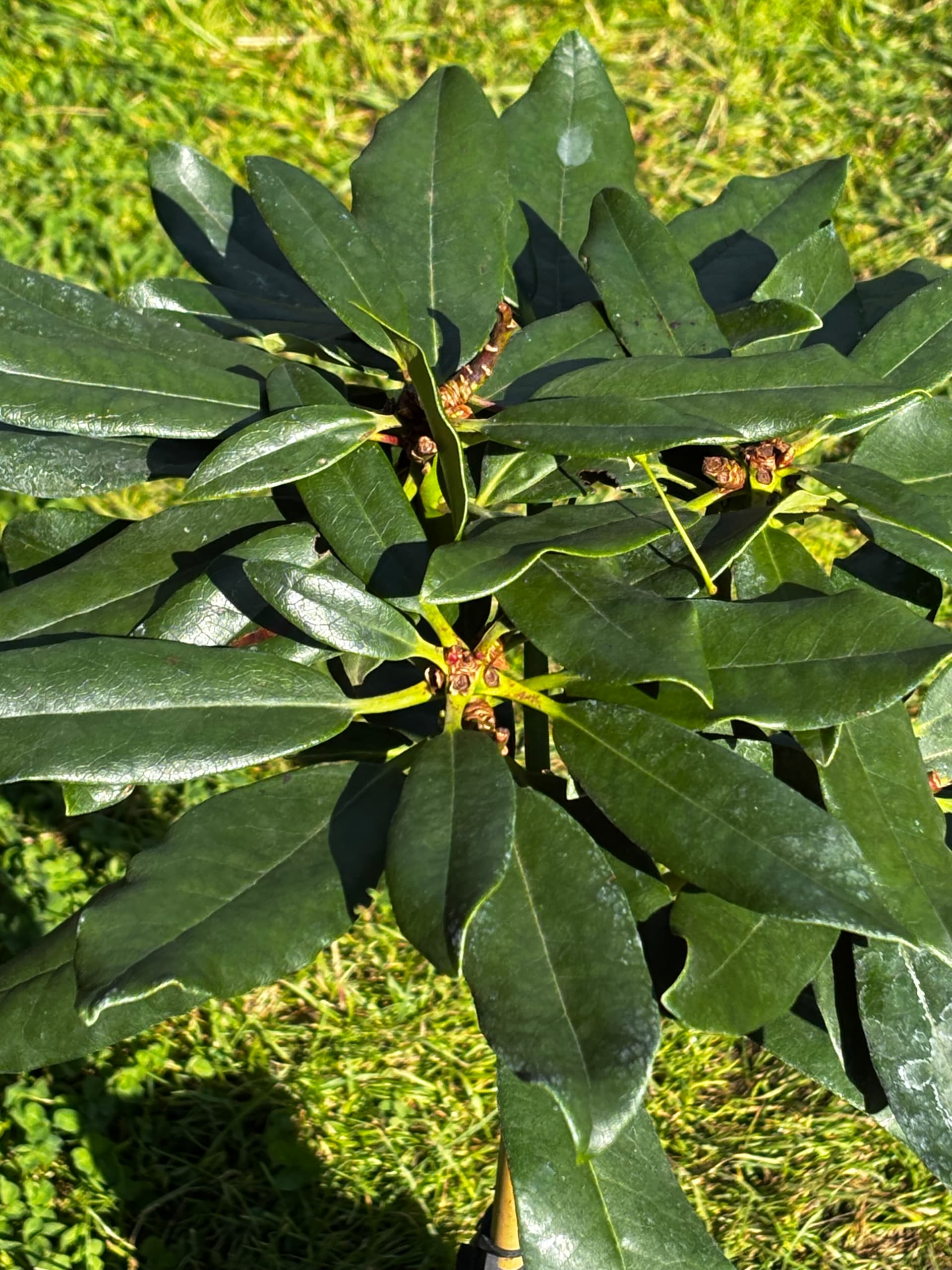 Różanecznik 'Madame Masson' na pniu (Rhododendron 'Madame Masson' (forma szczepiona na pniu)) — Rododendrony najwyższej jakości od Verdory, zdjęcie 6