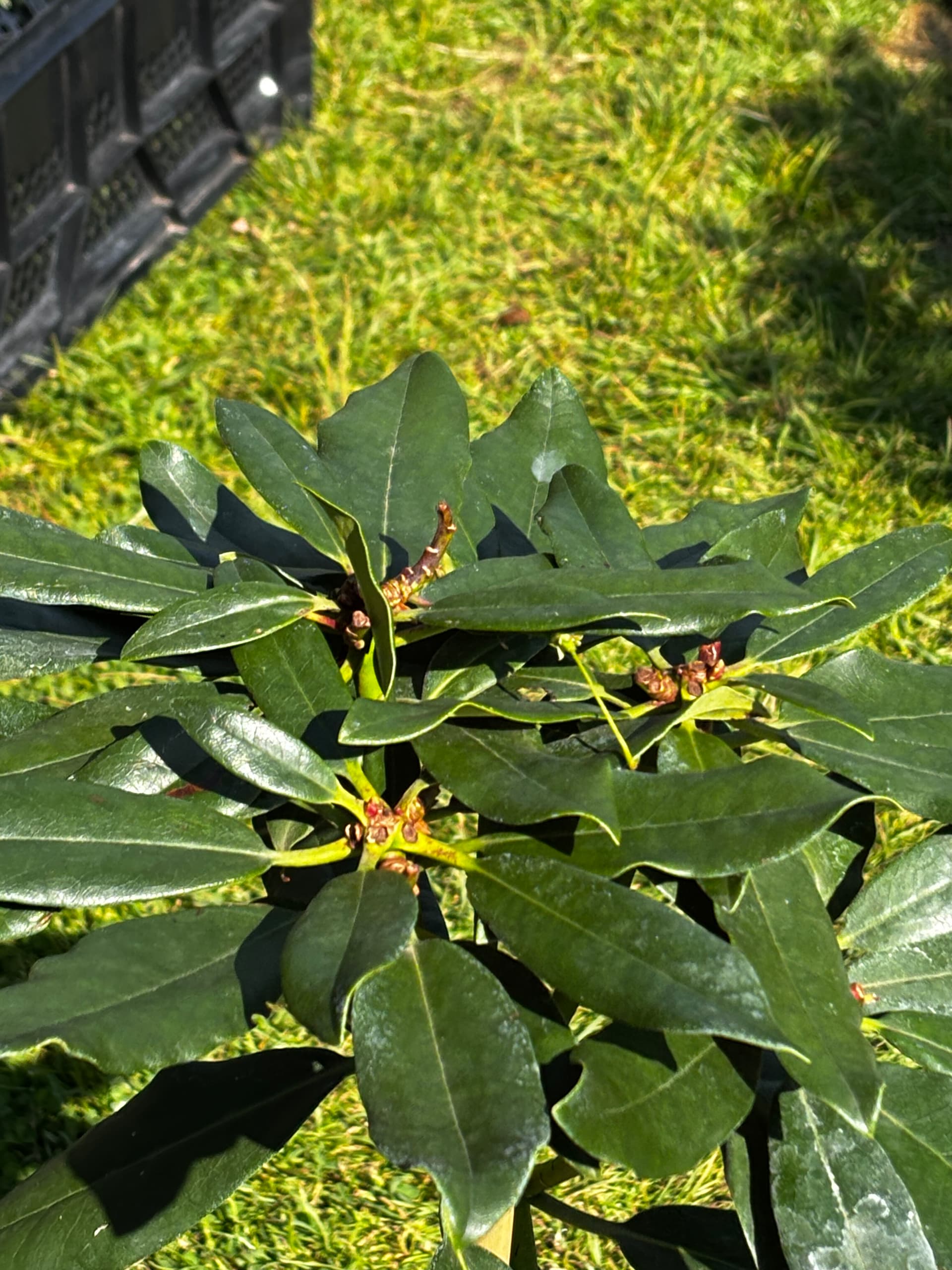 Różanecznik 'Madame Masson' na pniu (Rhododendron 'Madame Masson' (forma szczepiona na pniu)) — Rododendrony najwyższej jakości od Verdory, zdjęcie 7