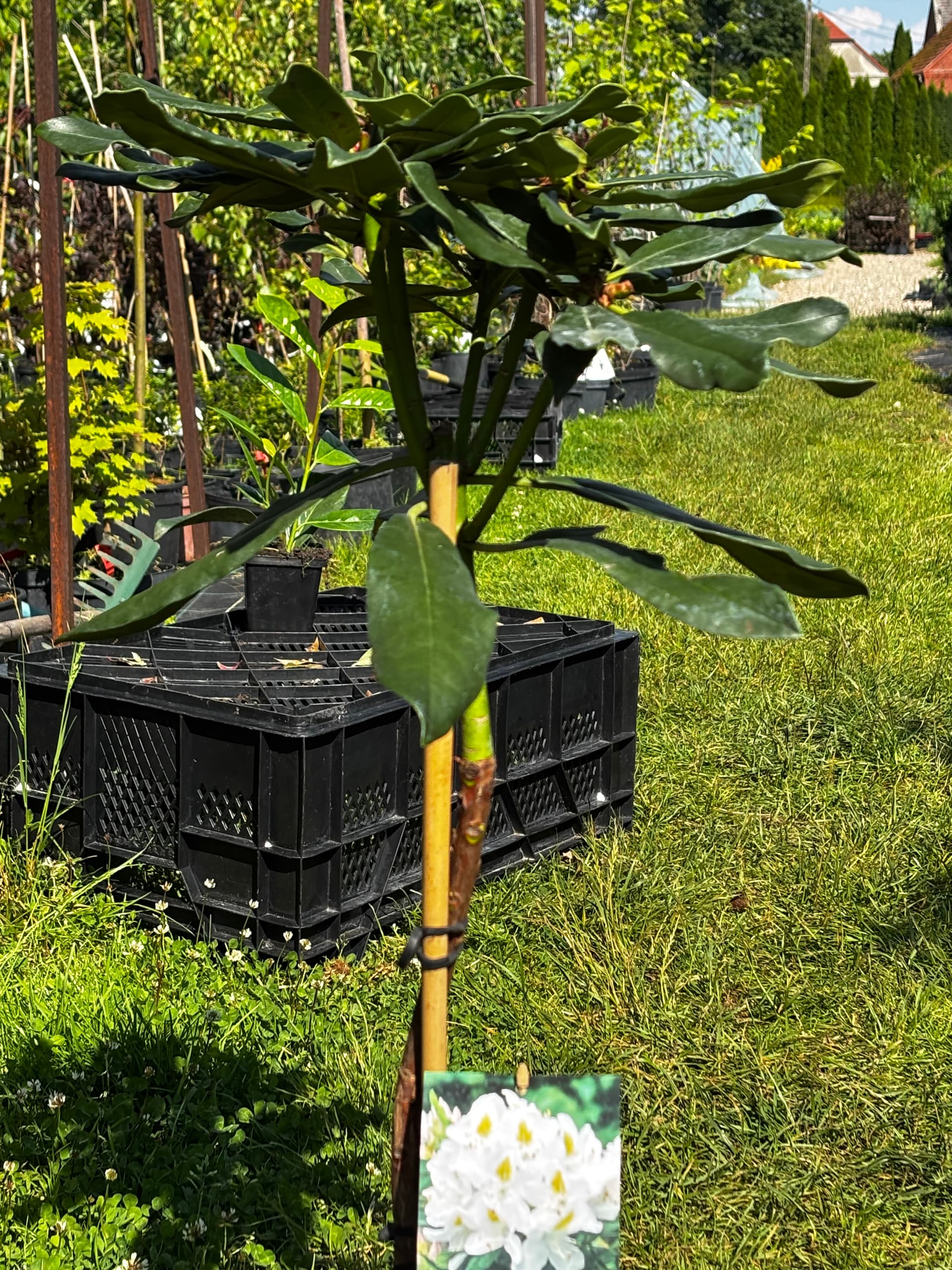 Różanecznik 'Madame Masson' na pniu (Rhododendron 'Madame Masson' (forma szczepiona na pniu)) — Rododendrony najwyższej jakości od Verdory, zdjęcie 4