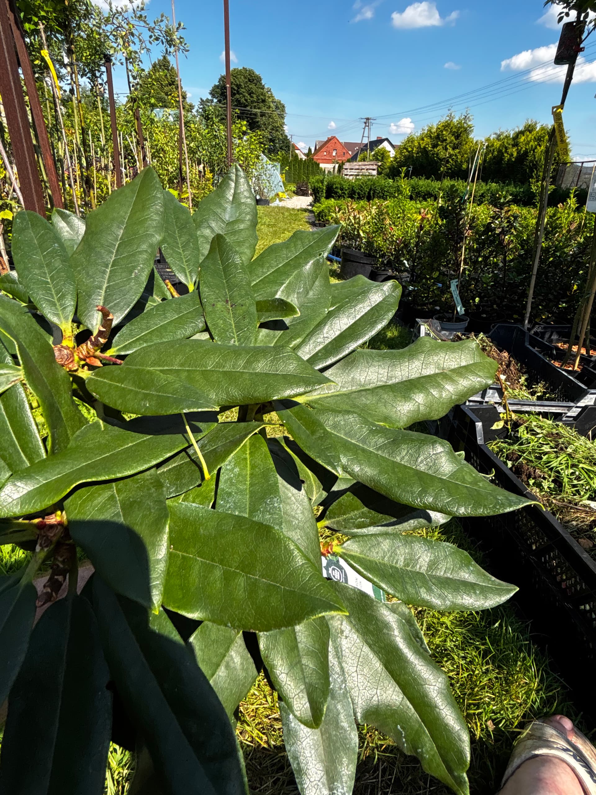 Różanecznik 'Madame Masson' na pniu (Rhododendron 'Madame Masson' (forma szczepiona na pniu)) — Rododendrony najwyższej jakości od Verdory, zdjęcie 8