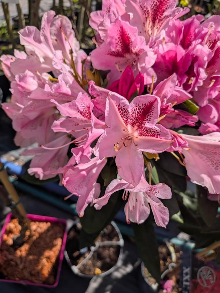 Różanecznik 'Pink Tiger' na pniu (Rhododendron 'XXL Pink Tiger' (forma szczepiona na pniu)) — Rododendrony najwyższej jakości od Verdory, zdjęcie 1