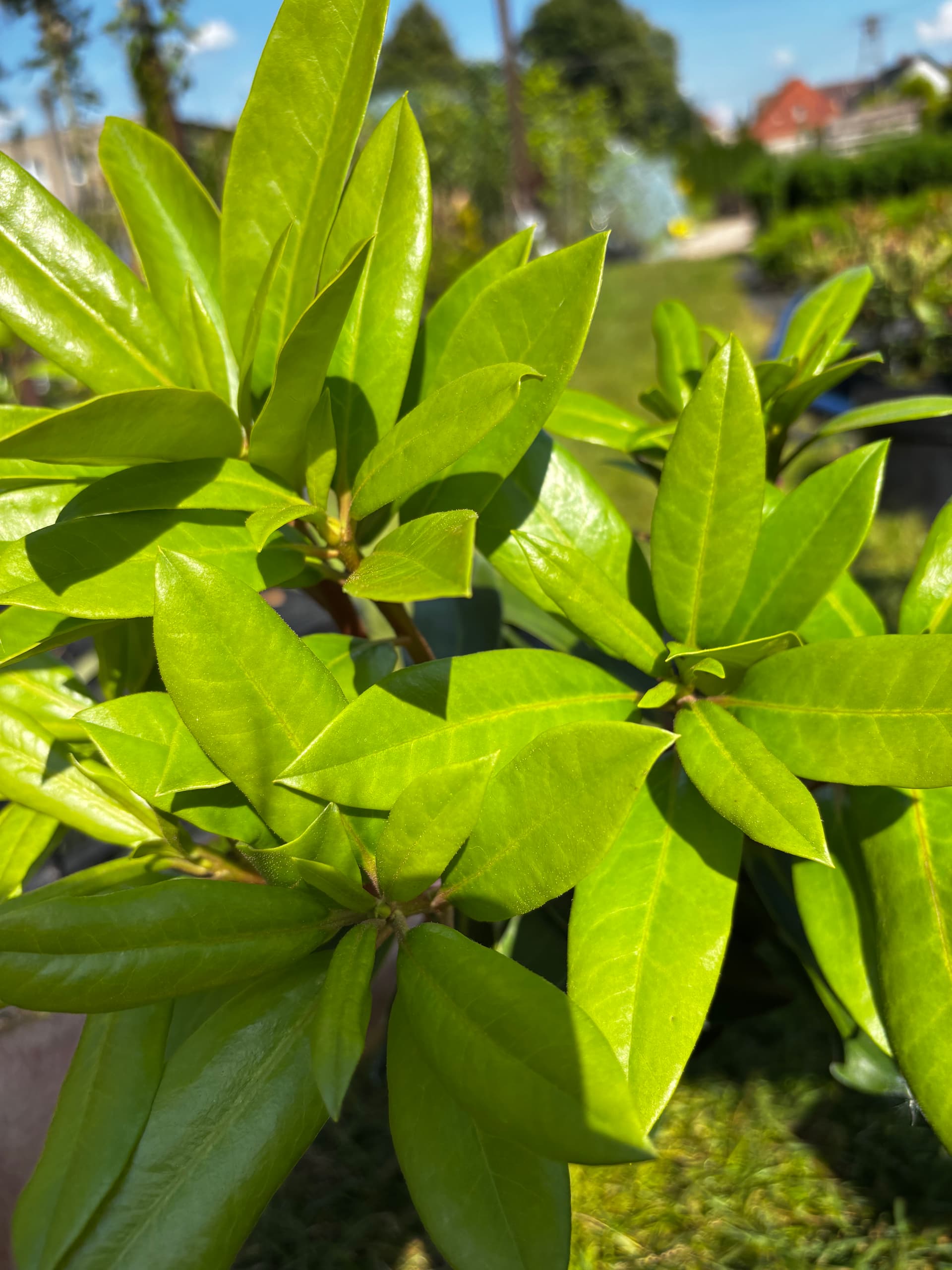Różanecznik 'Pink Tiger' na pniu (Rhododendron 'XXL Pink Tiger' (forma szczepiona na pniu)) — Rododendrony najwyższej jakości od Verdory, zdjęcie 3