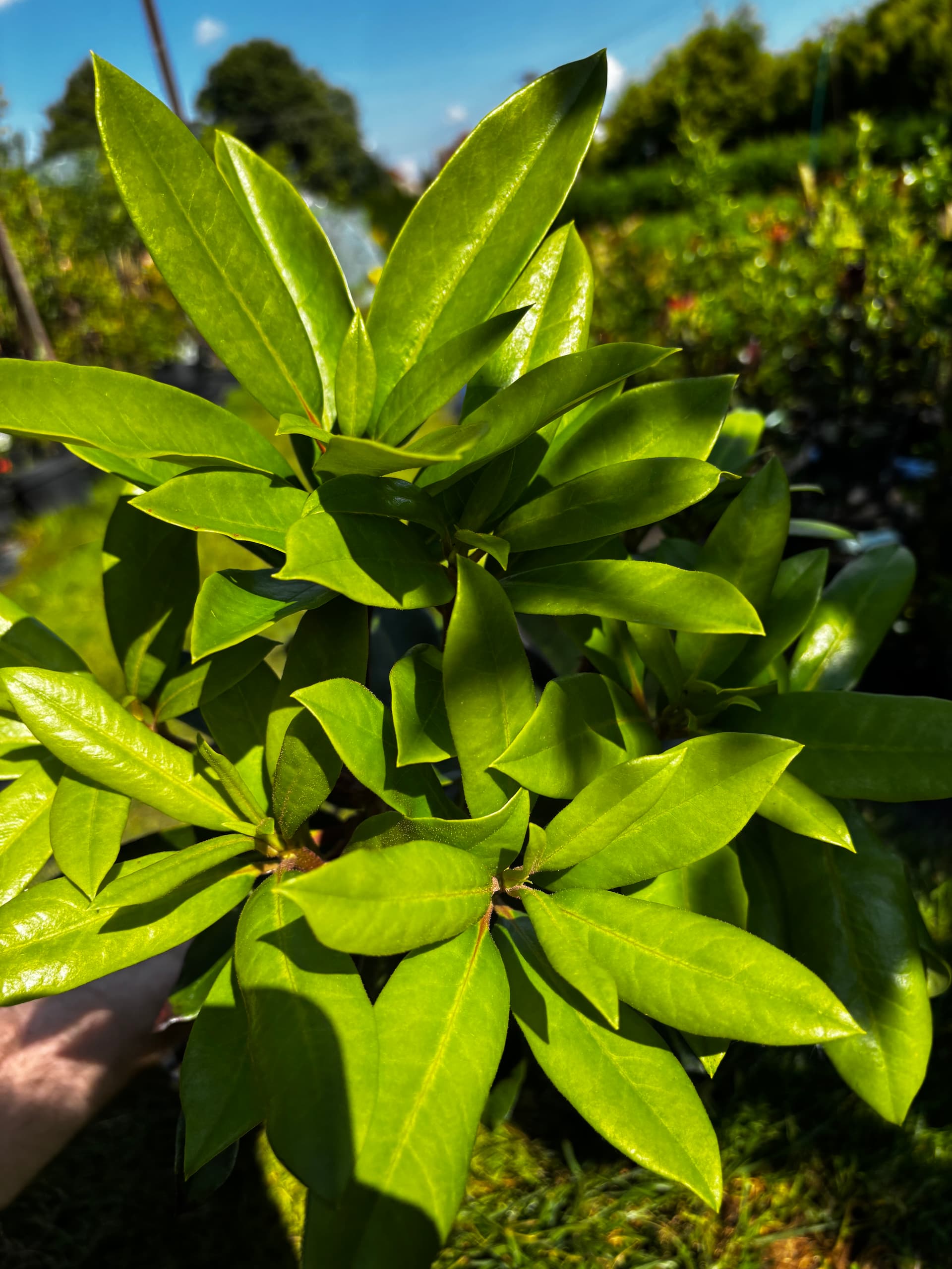 Różanecznik 'Pink Tiger' na pniu (Rhododendron 'XXL Pink Tiger' (forma szczepiona na pniu)) — Rododendrony najwyższej jakości od Verdory, zdjęcie 4