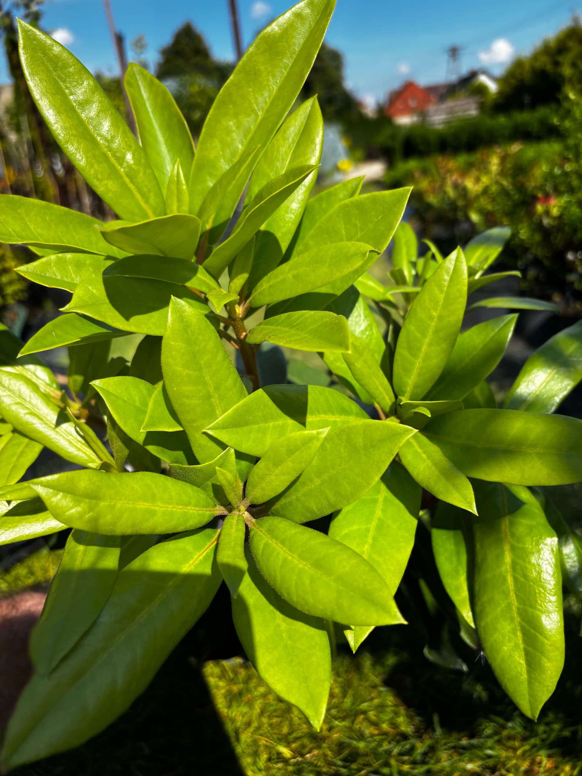 Różanecznik 'Pink Tiger' na pniu (Rhododendron 'XXL Pink Tiger' (forma szczepiona na pniu)) — Rododendrony najwyższej jakości od Verdory, zdjęcie 5