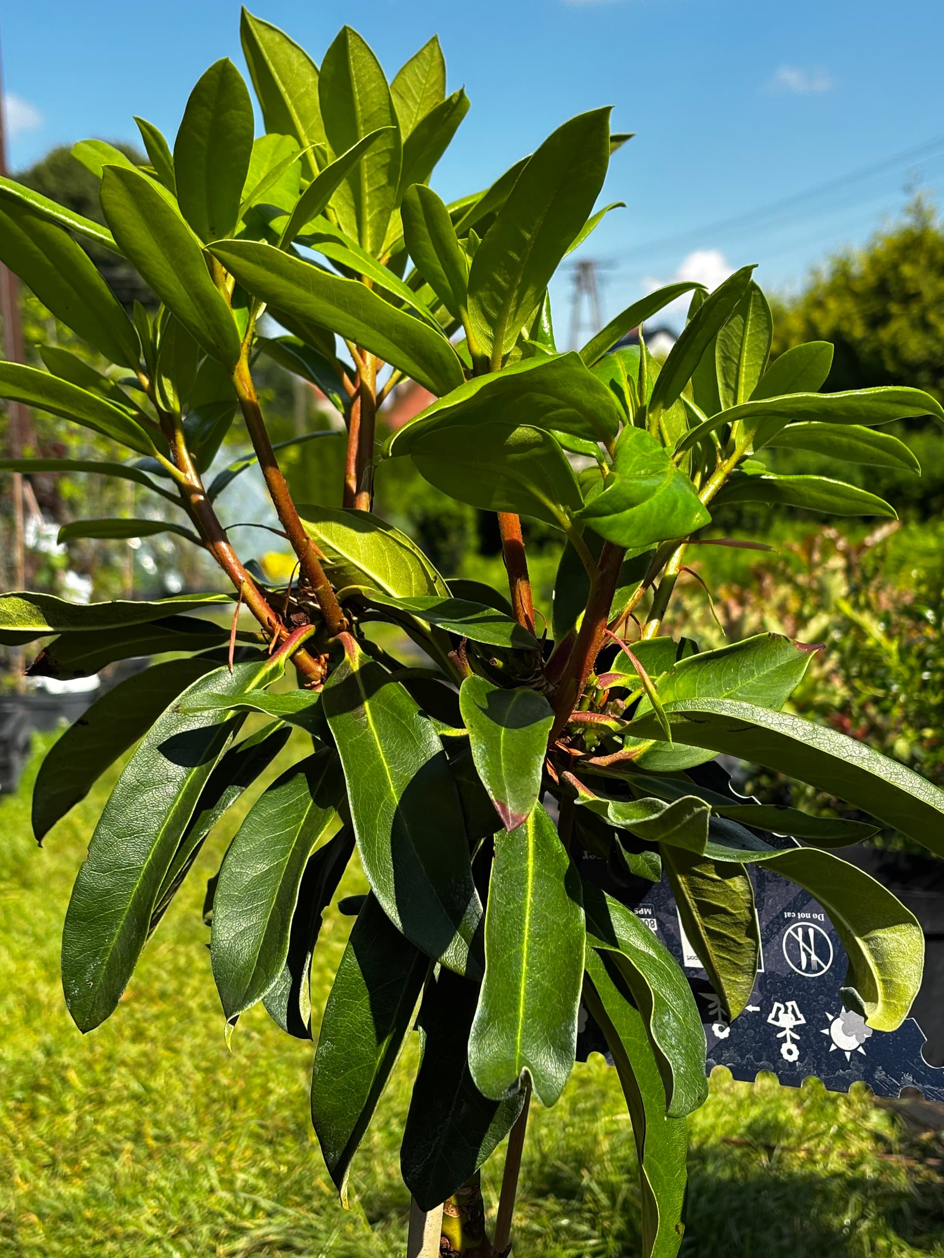 Różanecznik 'Pink Tiger' na pniu (Rhododendron 'XXL Pink Tiger' (forma szczepiona na pniu)) — Rododendrony najwyższej jakości od Verdory, zdjęcie 2