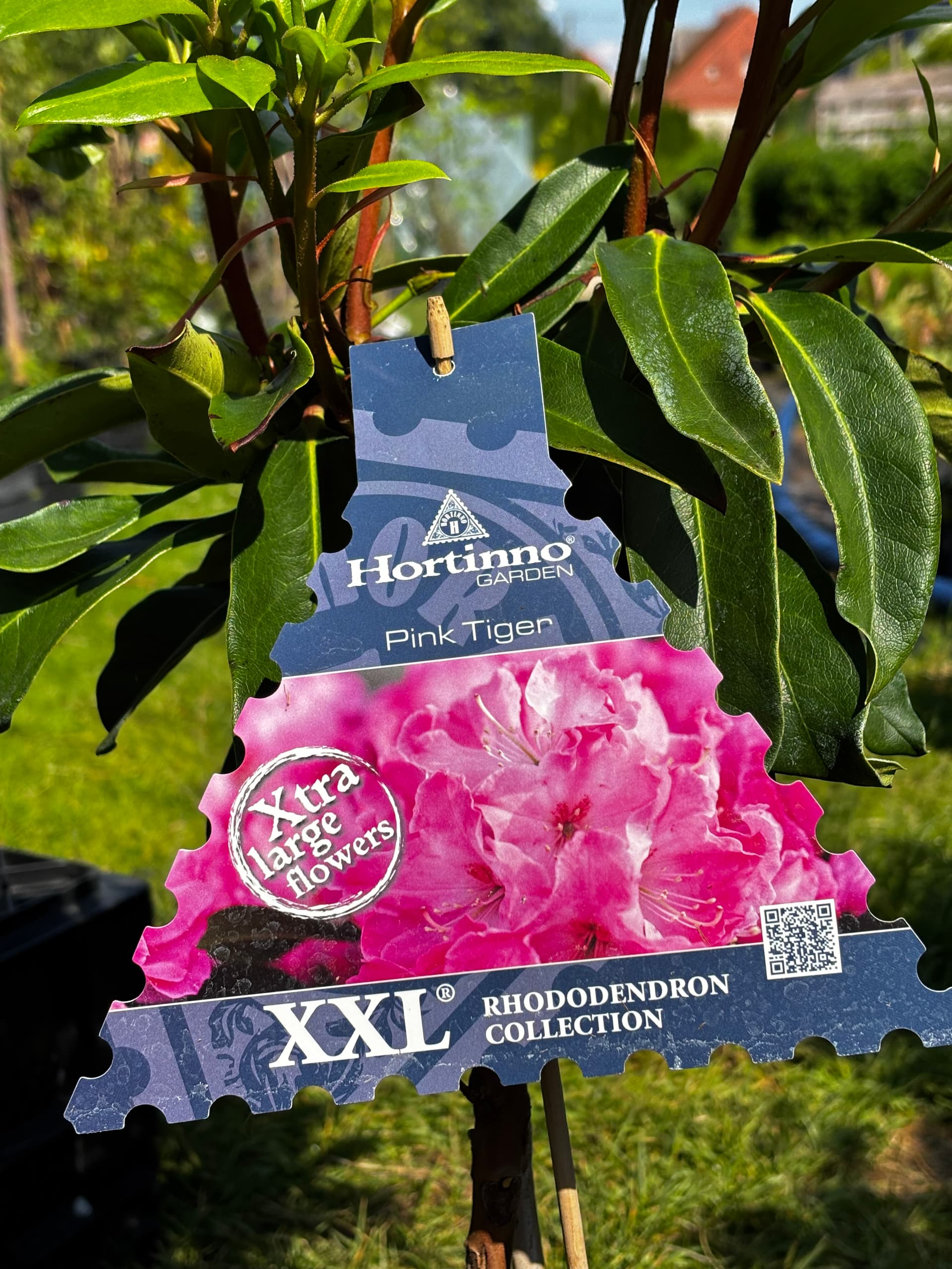 Różanecznik 'Pink Tiger' na pniu (Rhododendron 'XXL Pink Tiger' (forma szczepiona na pniu)) — Rododendrony najwyższej jakości od Verdory, zdjęcie 6