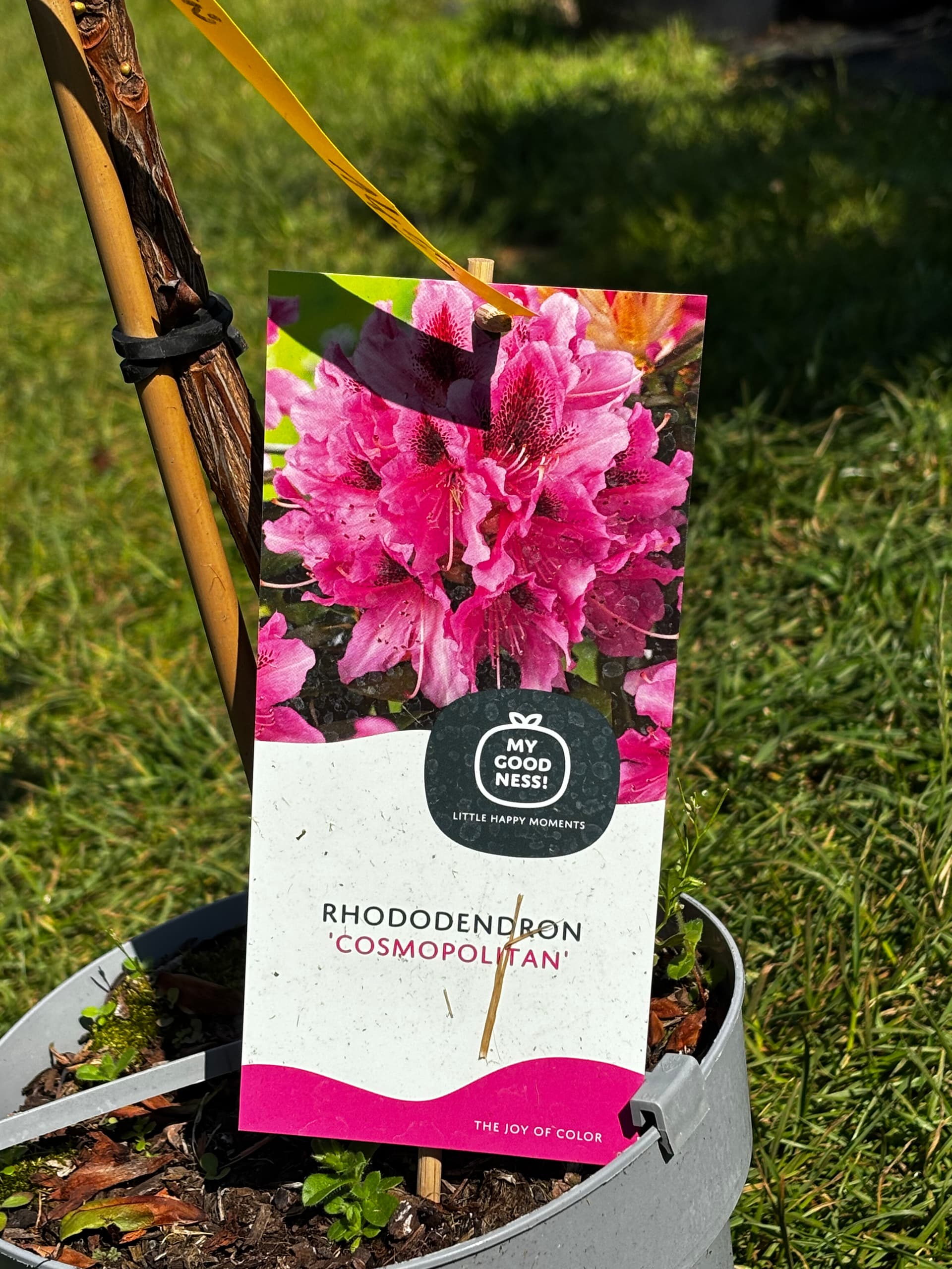 Różanecznik 'Cosmopolitan' na pniu (Rhododendron 'Cosmopolitan' (forma szczepiona na pniu)) — Rododendrony najwyższej jakości od Verdory, zdjęcie 7