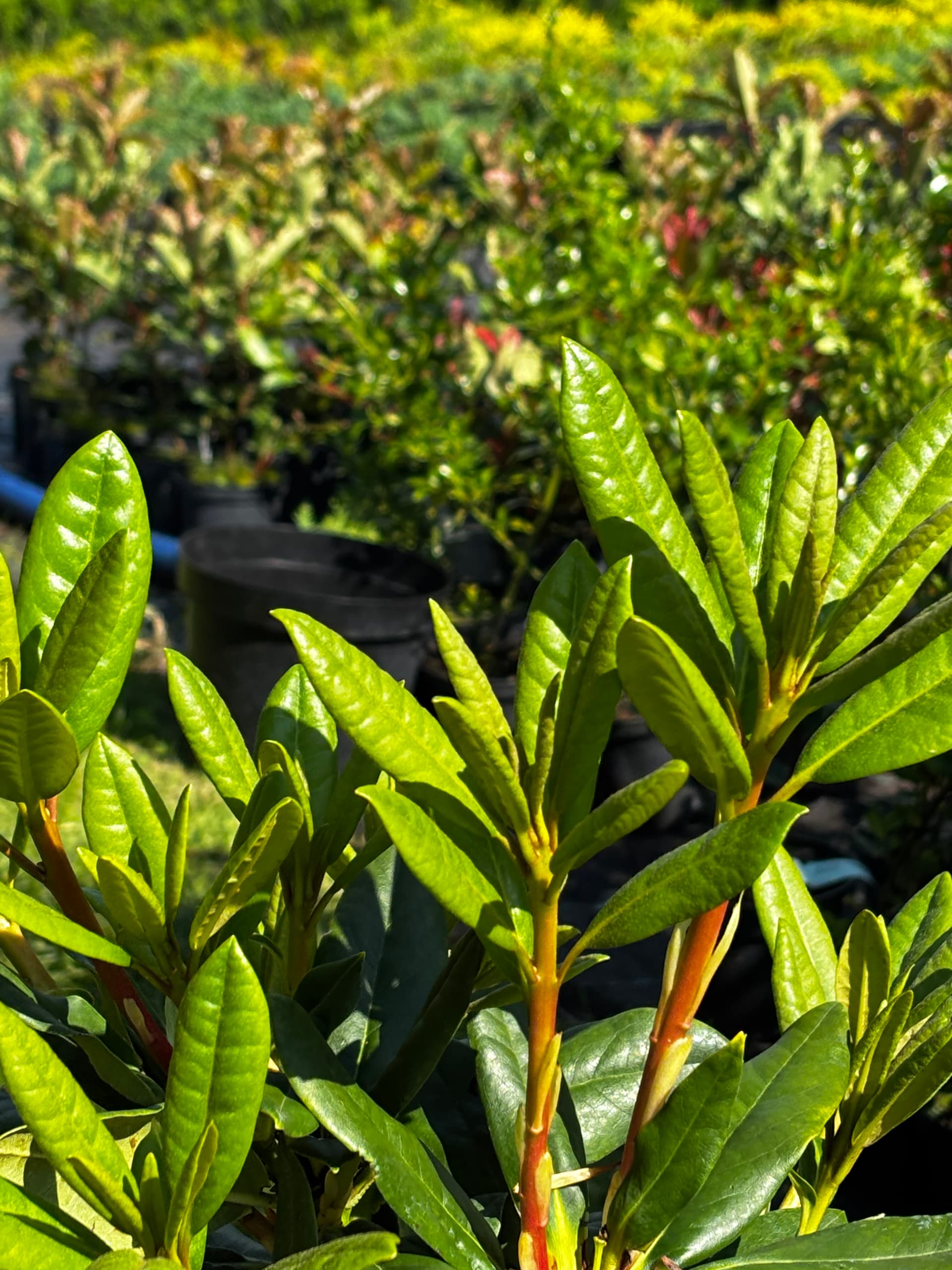 Różanecznik 'Cosmopolitan' na pniu (Rhododendron 'Cosmopolitan' (forma szczepiona na pniu)) — Rododendrony najwyższej jakości od Verdory, zdjęcie 5