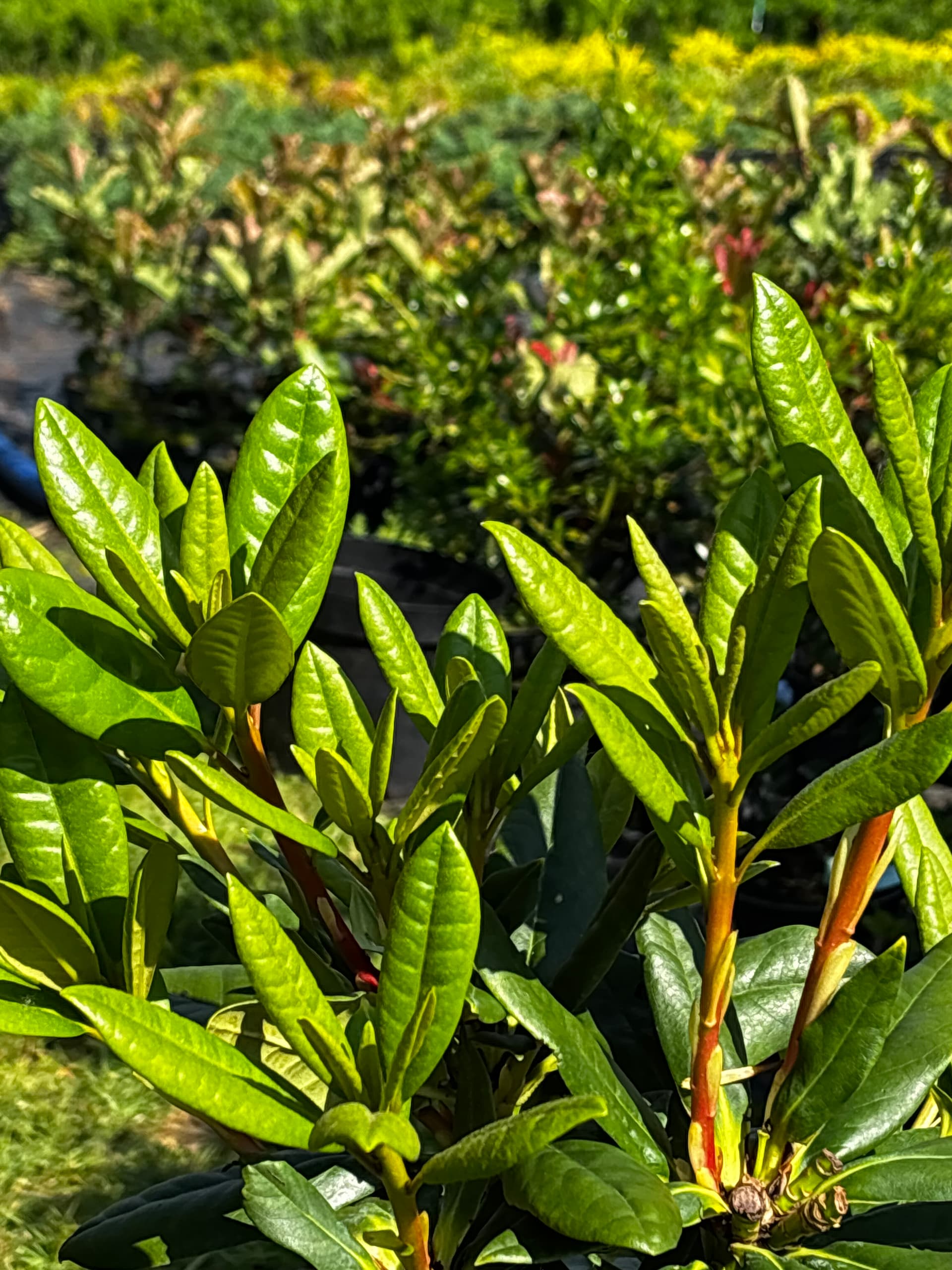 Różanecznik 'Cosmopolitan' na pniu (Rhododendron 'Cosmopolitan' (forma szczepiona na pniu)) — Rododendrony najwyższej jakości od Verdory, zdjęcie 6