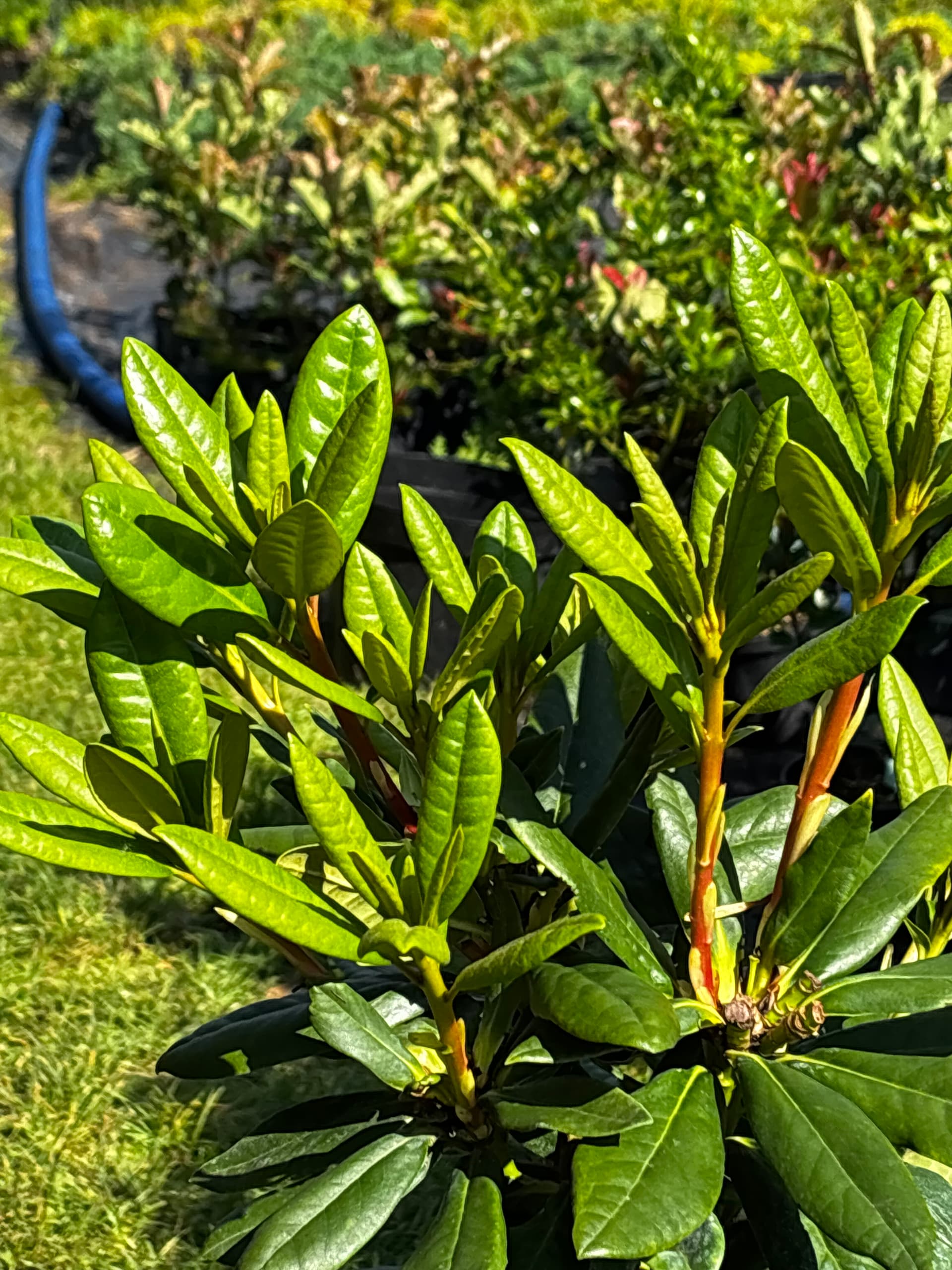 Różanecznik 'Cosmopolitan' na pniu (Rhododendron 'Cosmopolitan' (forma szczepiona na pniu)) — Rododendrony najwyższej jakości od Verdory, zdjęcie 4