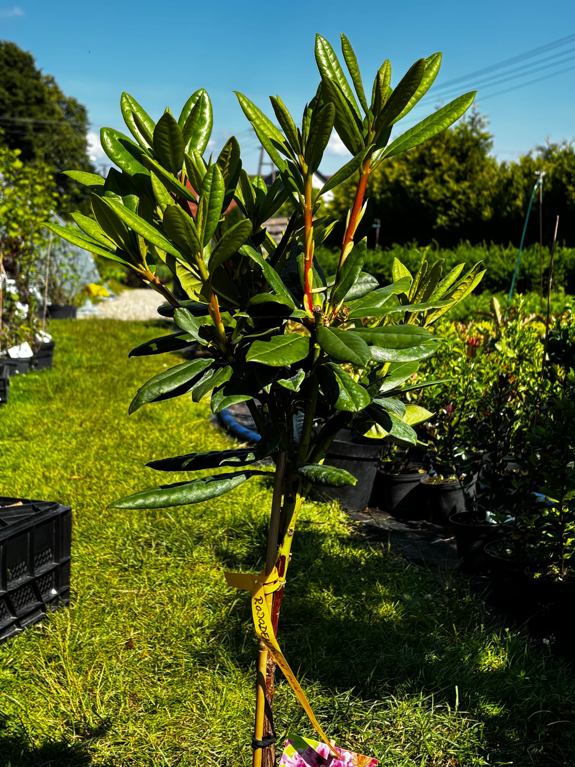 Różanecznik 'Cosmopolitan' na pniu (Rhododendron 'Cosmopolitan' (forma szczepiona na pniu)) — Rododendrony najwyższej jakości od Verdory, zdjęcie 3