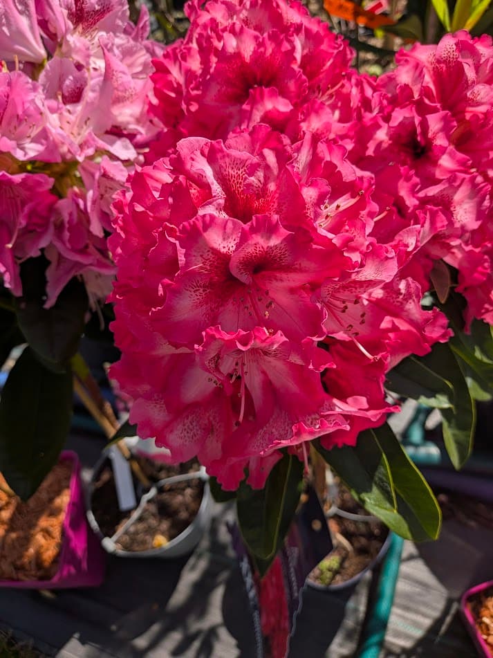 Różanecznik 'Cosmopolitan' na pniu (Rhododendron 'Cosmopolitan' (forma szczepiona na pniu)) — Rododendrony najwyższej jakości od Verdory, zdjęcie 2