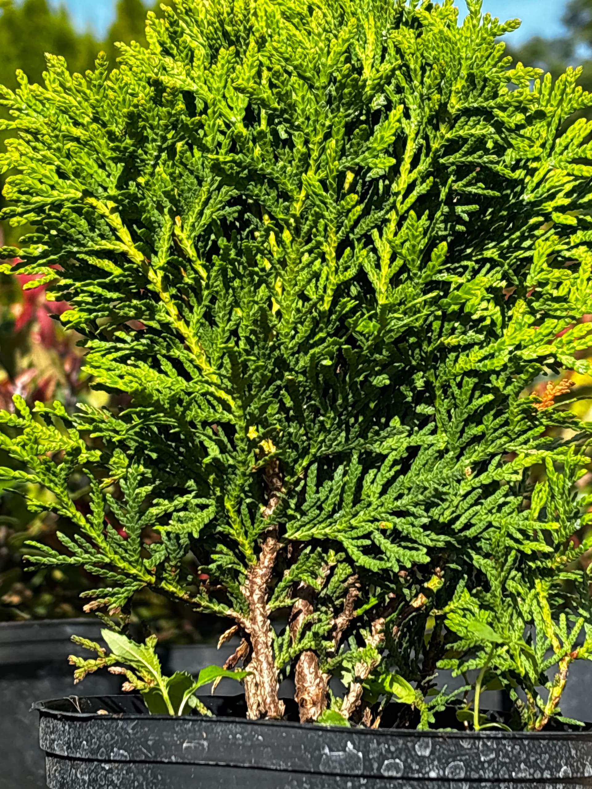Tuja (żywotnik zachodni) 'Danica' (Thuja occidentalis 'Danica') — Tuje Kuliste najwyższej jakości od Verdory, zdjęcie 2