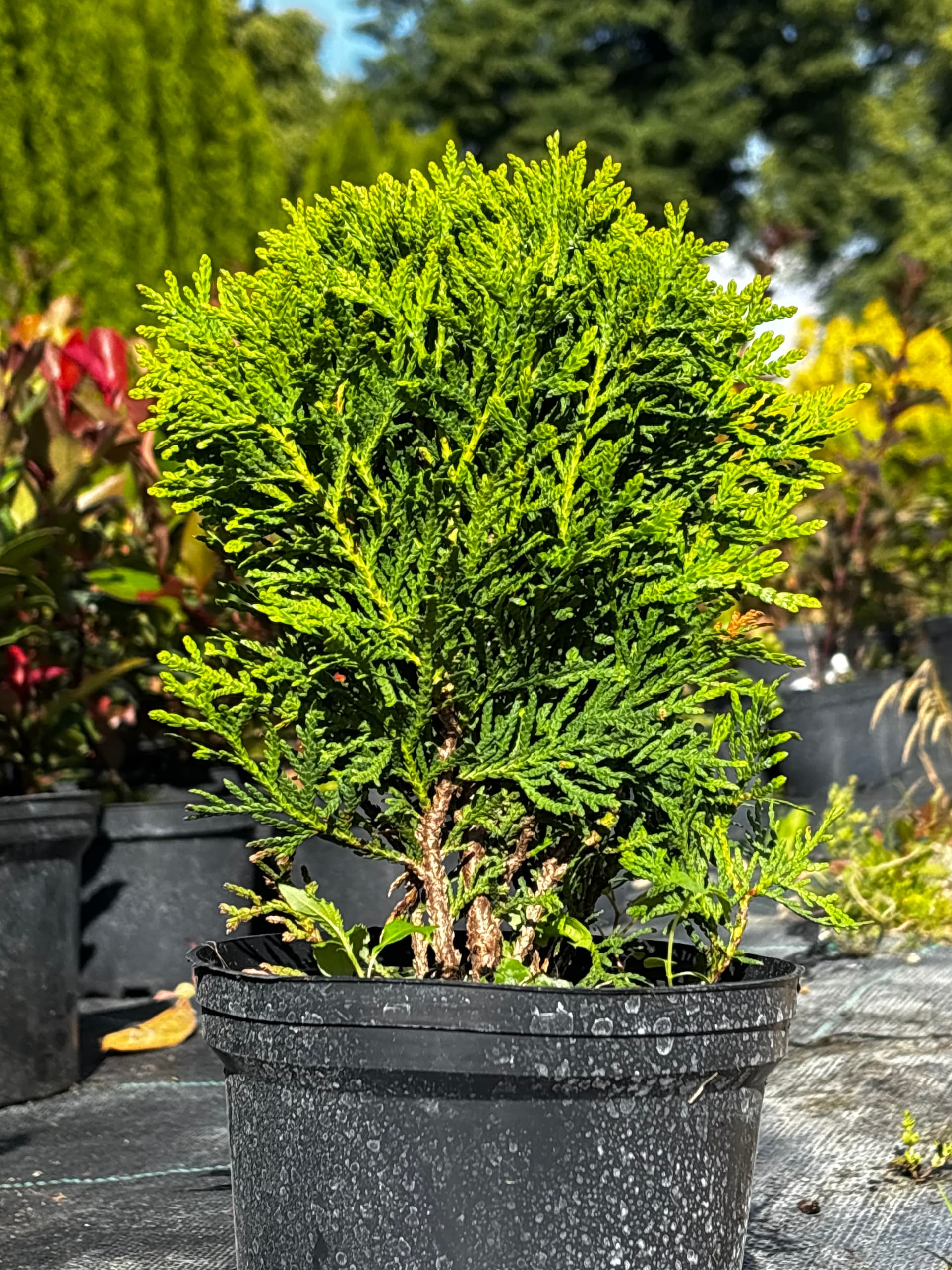 Tuja (żywotnik zachodni) 'Danica' (Thuja occidentalis 'Danica') — Tuje Kuliste najwyższej jakości od Verdory, zdjęcie 1