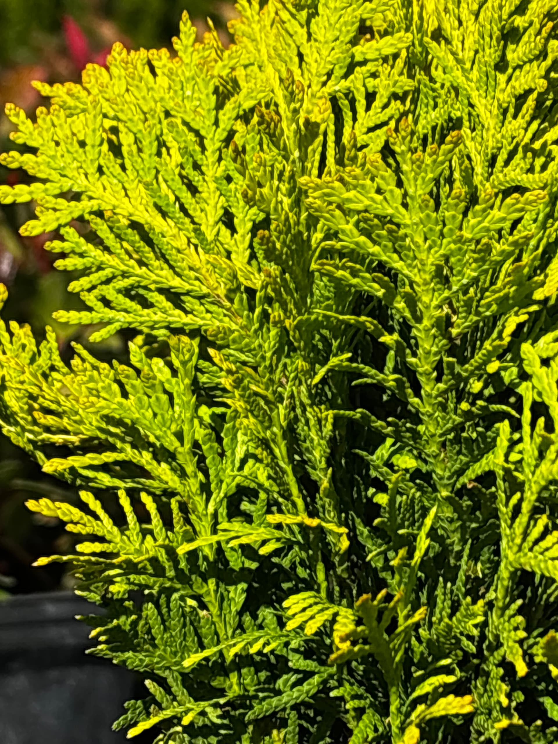 Tuja (żywotnik zachodni) 'Mirjam' (Thuja occidentalis 'Mirjam' (PBR)) — Tuje Kuliste najwyższej jakości od Verdory, zdjęcie 3