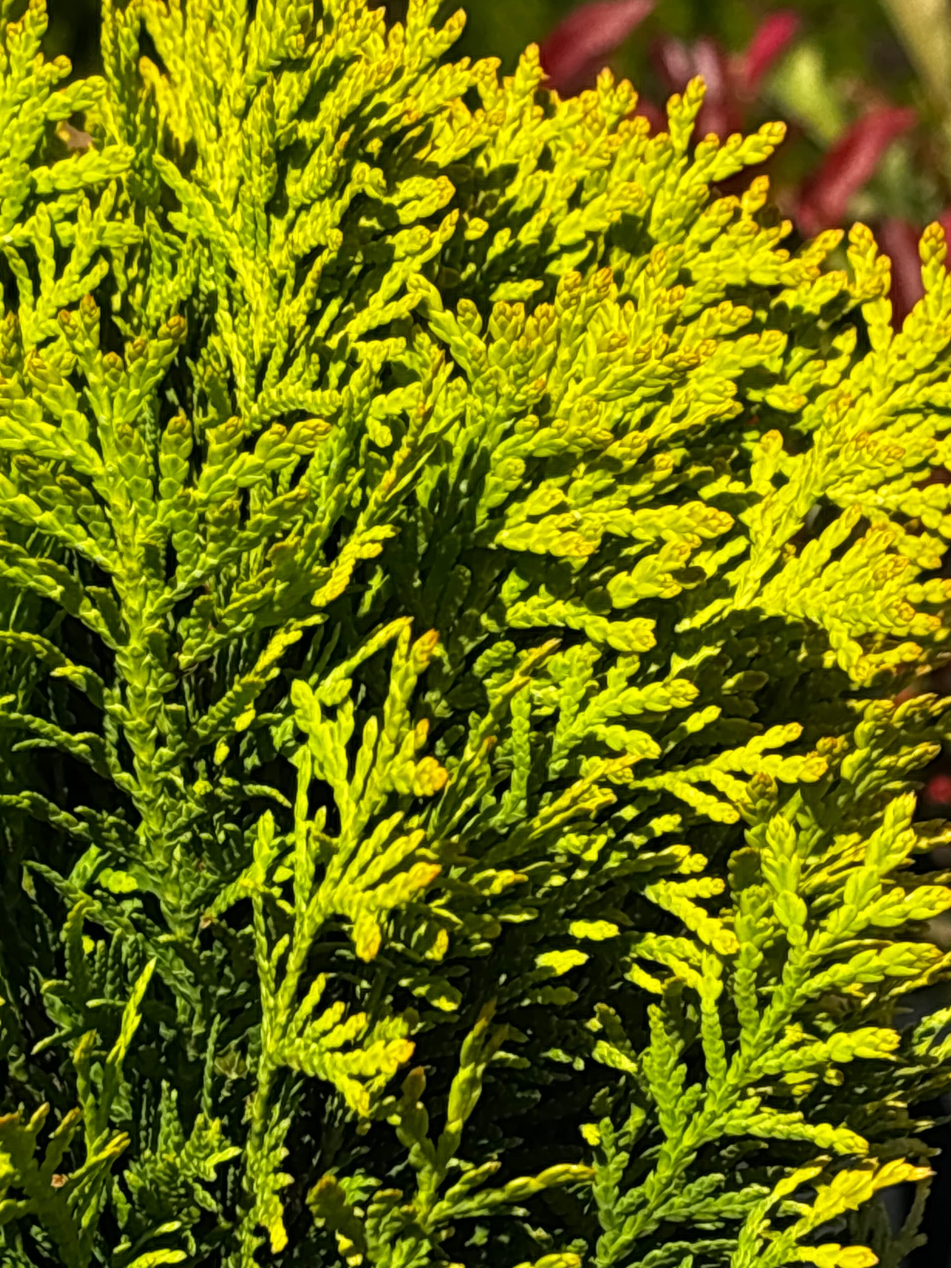 Tuja (żywotnik zachodni) 'Mirjam' (Thuja occidentalis 'Mirjam' (PBR)) — Tuje Kuliste najwyższej jakości od Verdory, zdjęcie 4