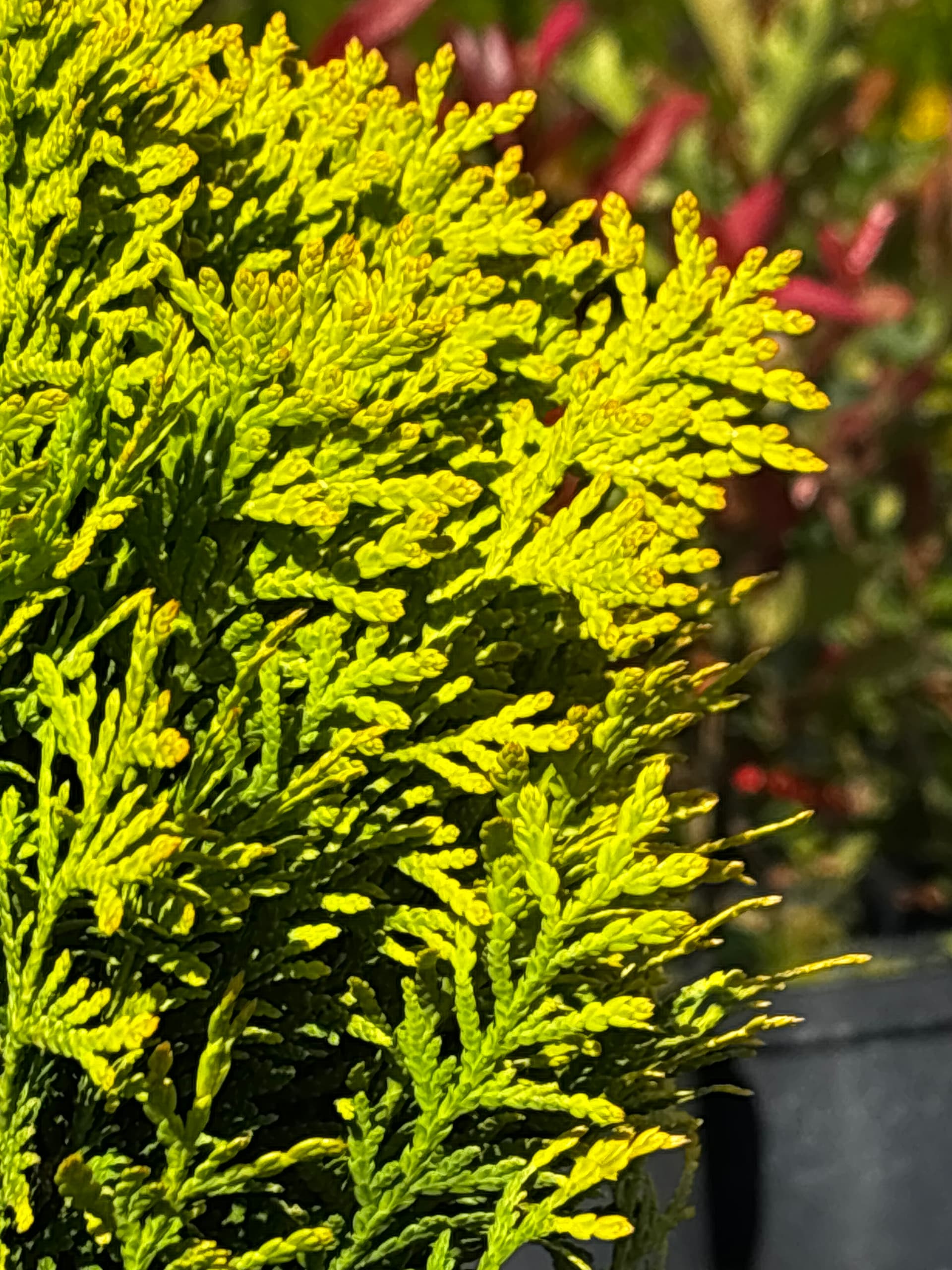 Tuja (żywotnik zachodni) 'Mirjam' (Thuja occidentalis 'Mirjam' (PBR)) — Tuje Kuliste najwyższej jakości od Verdory, zdjęcie 5