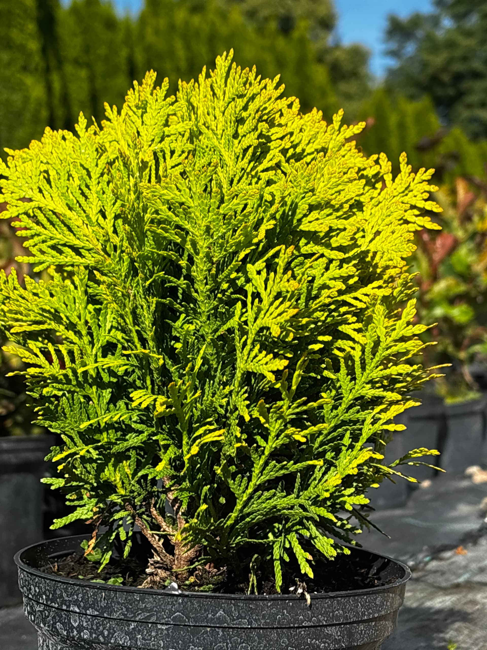 Tuja (żywotnik zachodni) 'Mirjam' (Thuja occidentalis 'Mirjam' (PBR)) — Tuje Kuliste najwyższej jakości od Verdory, zdjęcie 2