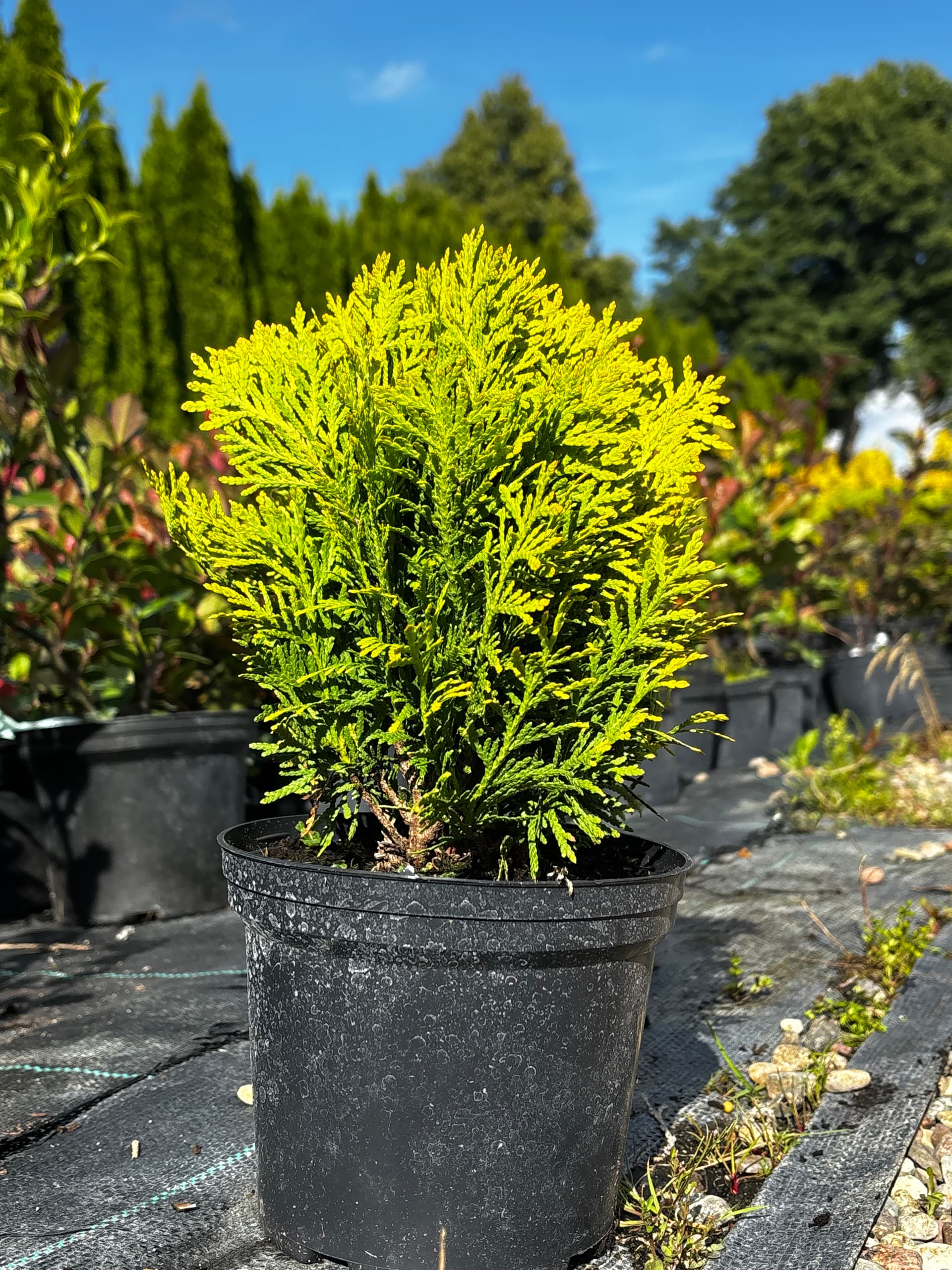 Tuja (żywotnik zachodni) 'Mirjam' (Thuja occidentalis 'Mirjam' (PBR)) — Tuje Kuliste najwyższej jakości od Verdory, zdjęcie 1